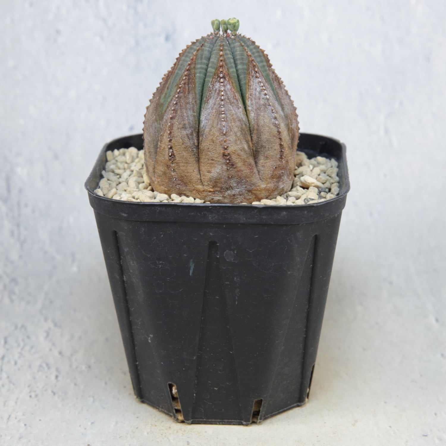 オス株 木質化 美模様 オベサ / ユーフォルビア | LIGHTHOUSE.PLANTS