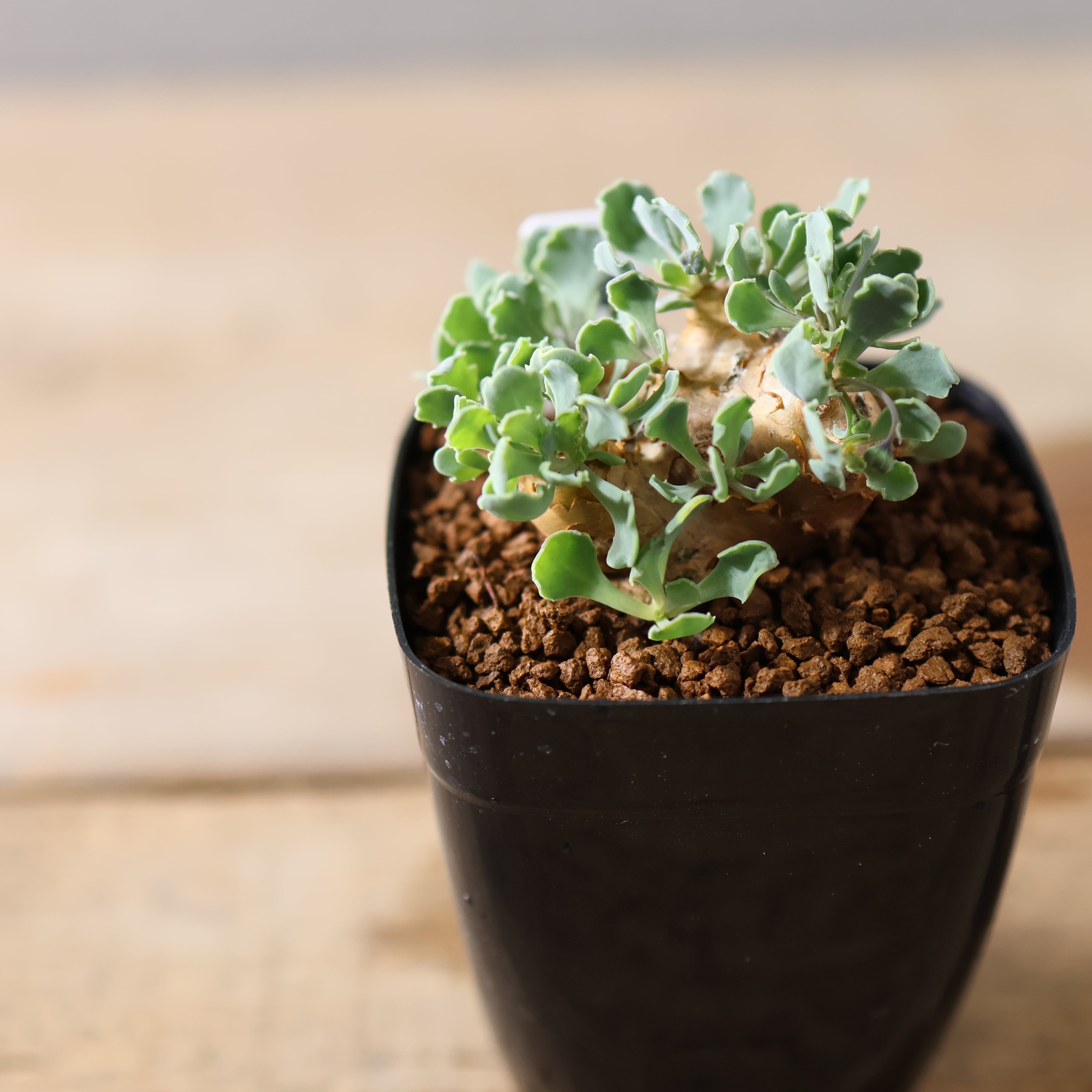 オトンナ カカリオイデス 5号 大型 希少 塊根植物 コーデックス 1160