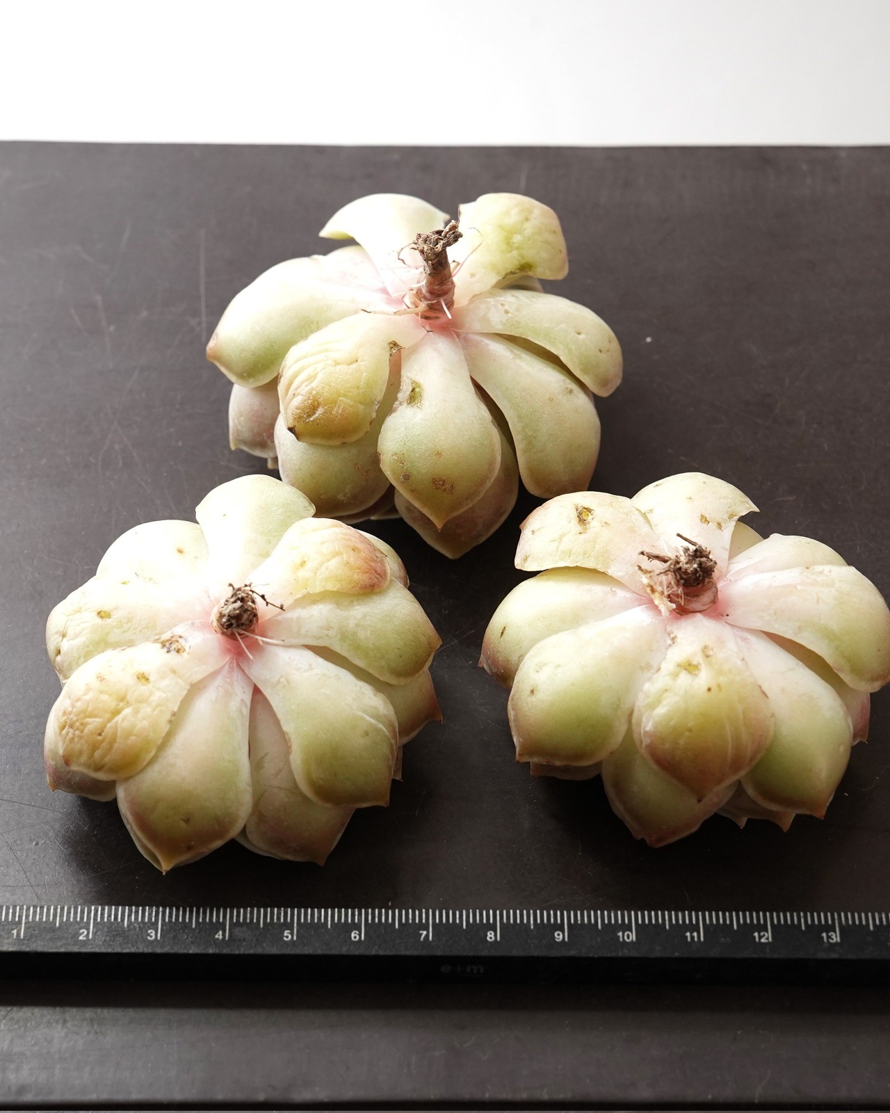 一部発根済カット苗 瑠璃月 L Echeveria 'Glazed Moon'