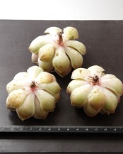 一部発根済カット苗 瑠璃月 L Echeveria 'Glazed Moon'