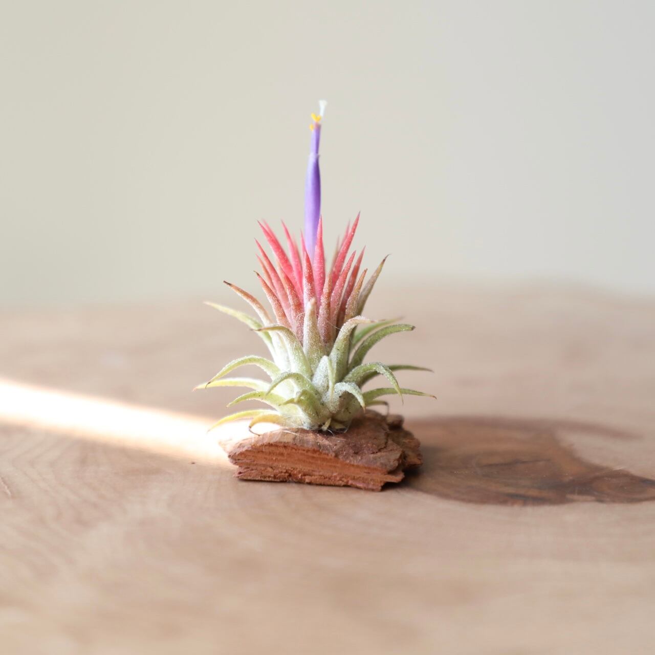 チランジア イオナンタ ルブラ 綴化 開花株 チランジア