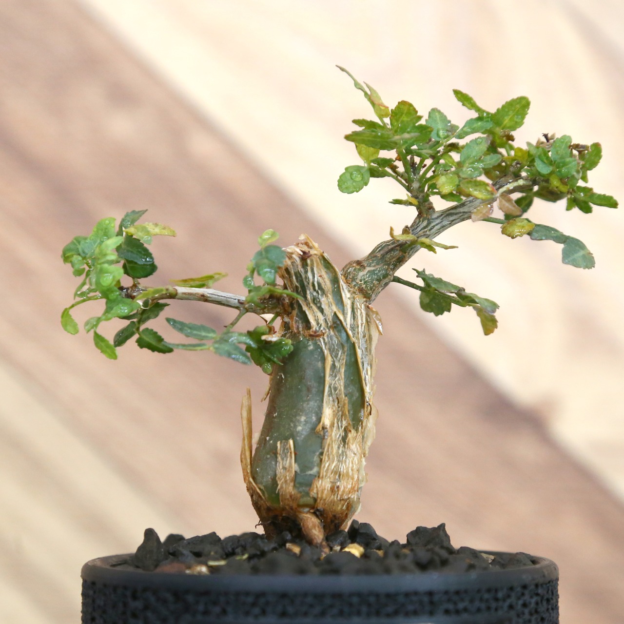 Bursera fagaroides (ブルセラ ファガロイデス) / 小株(3号鉢)/Lot.004