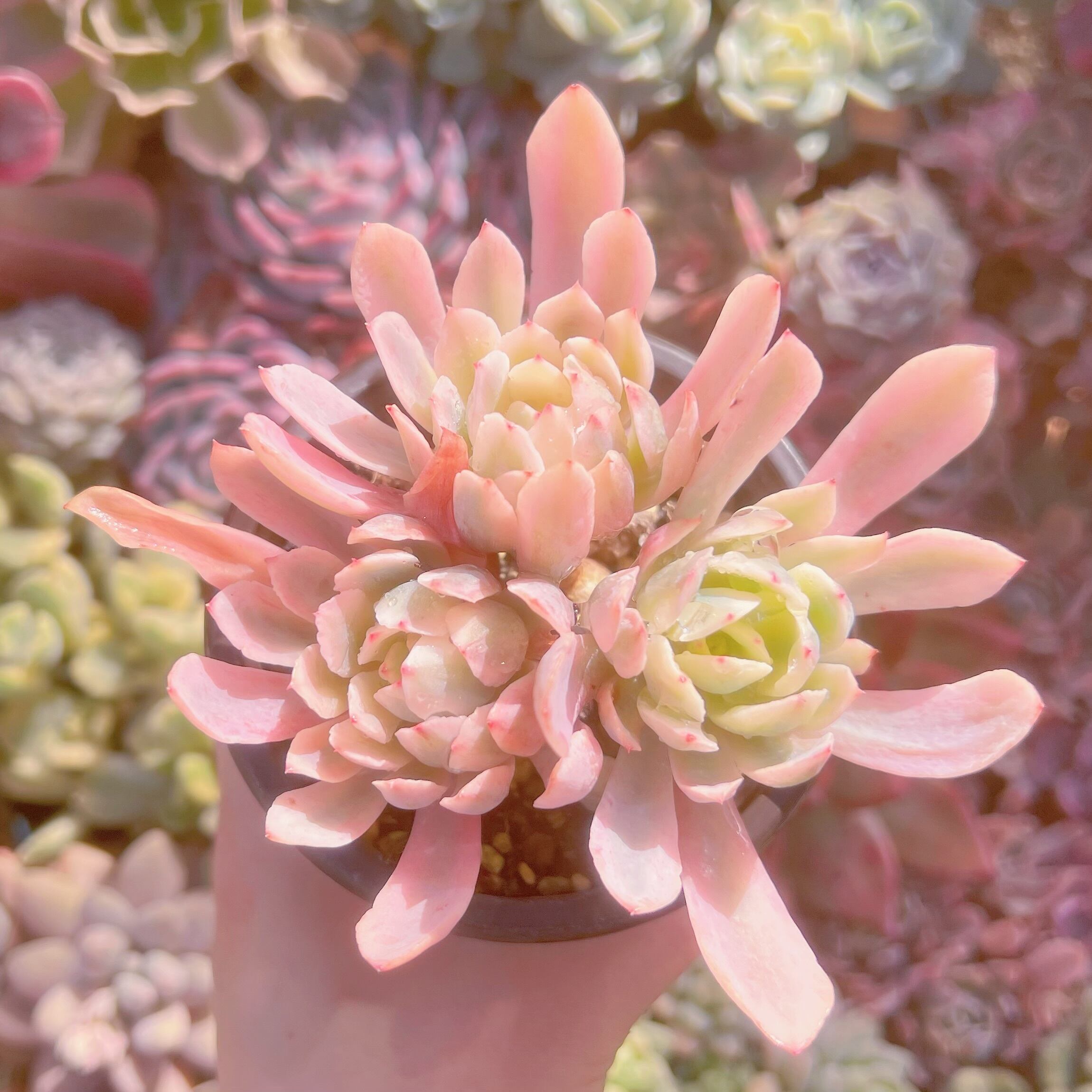 現品　hoveyi錦#203　群生　るる農園