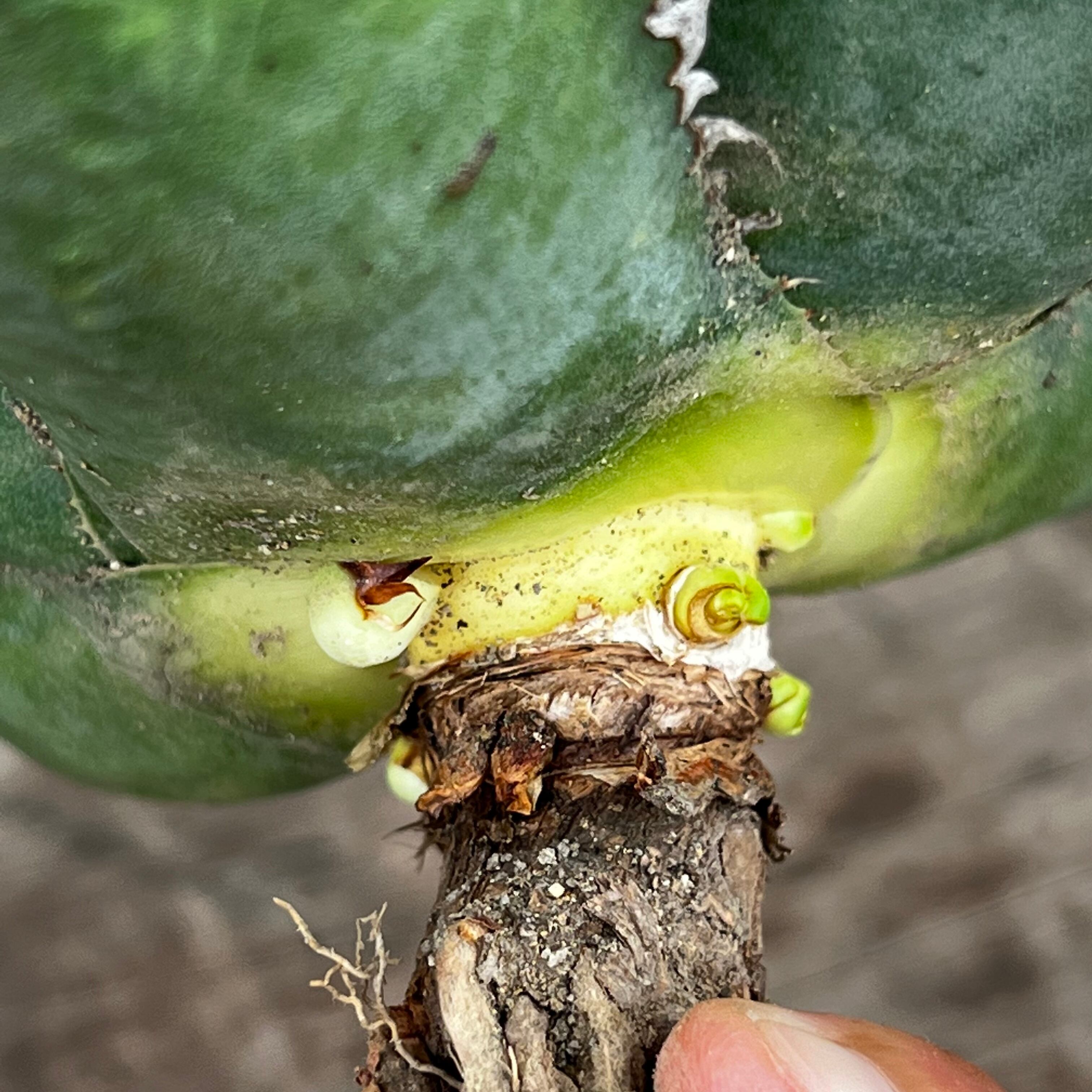 アガベ 乗る チタノタ スーパーチタノタ 悪魔くん シチリア(D) 