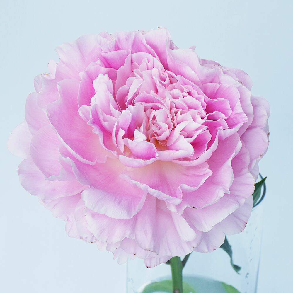 ハンドメイド 恵みの時 芍薬 赤色5本品種ピンクドクター 大輪白色5本 品種氷点 合計10本セット販売 Rv31lrshzu Www Casg Cl