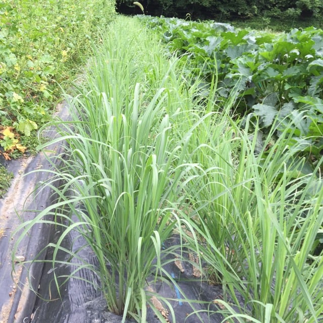 レモングラス 10g | べじたぶるぱーく