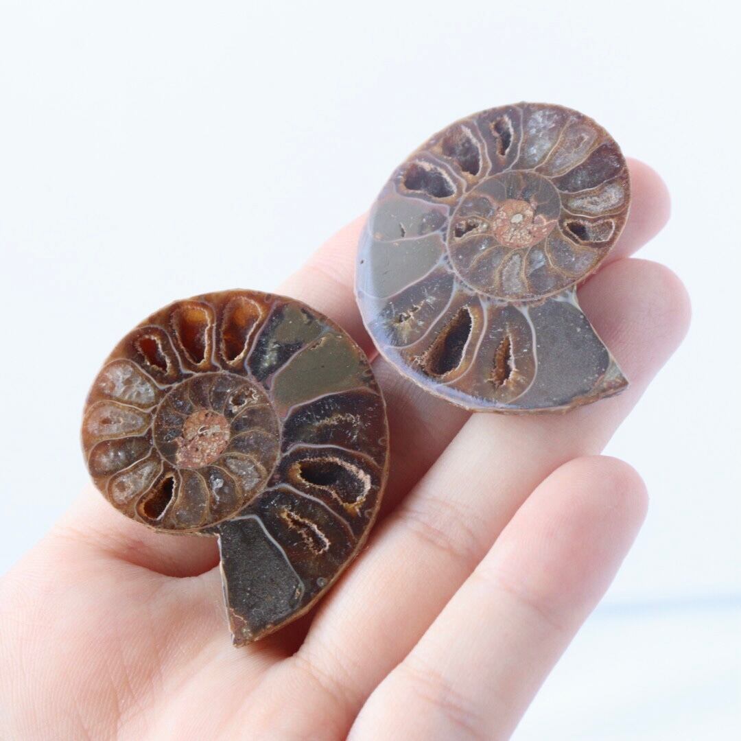 アンモナイト / 菊石 | 木霊石 KODAMA-ishi