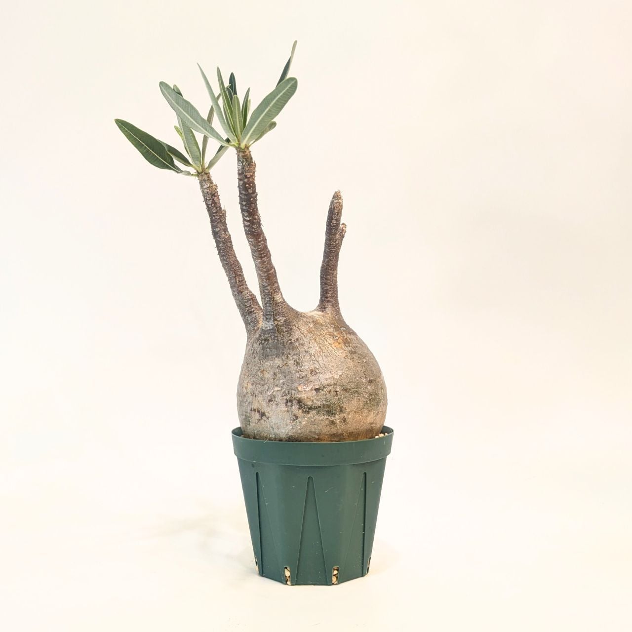 パキポディウム ロスラーツム グラキリス Pachypodium rosulatum var