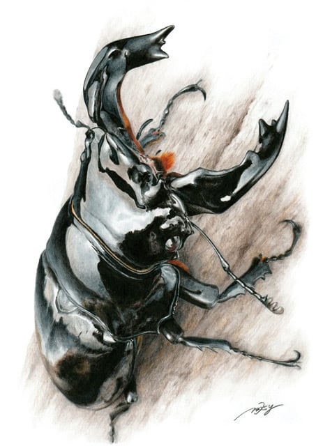 昆虫イラスト 色鉛筆画（プリント）タランドゥスオオツヤクワガタ | Pay ID