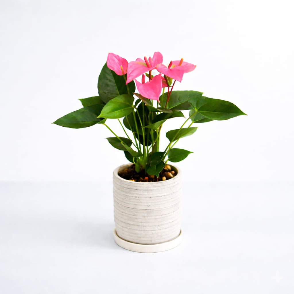 【お祝い・インテリア用】アンスリウム 5号 陶器 ロイヤルピンク