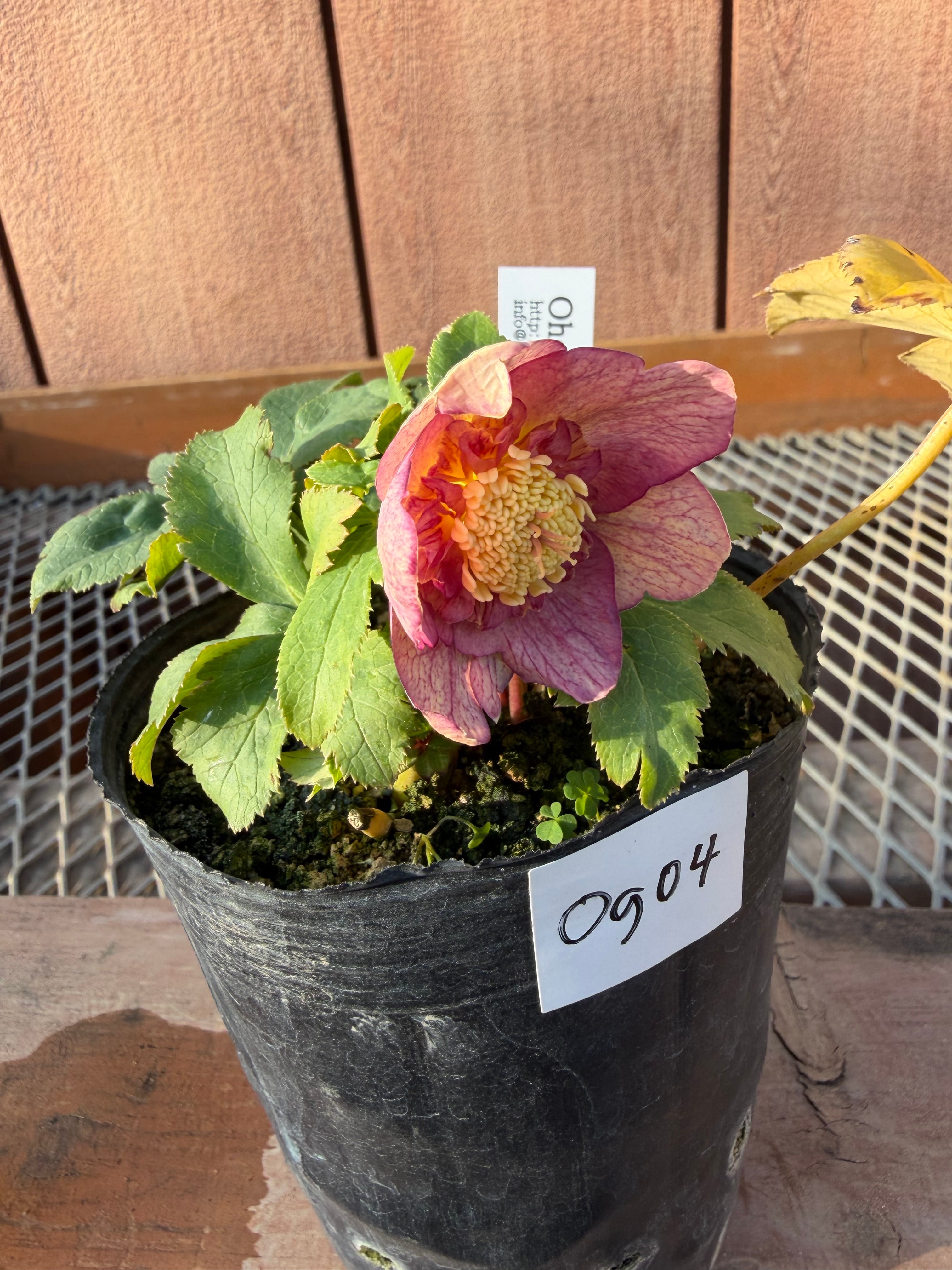 蜃気楼hyb.sd 大木ナーサリー クリスマスローズ【Og04】送料無料