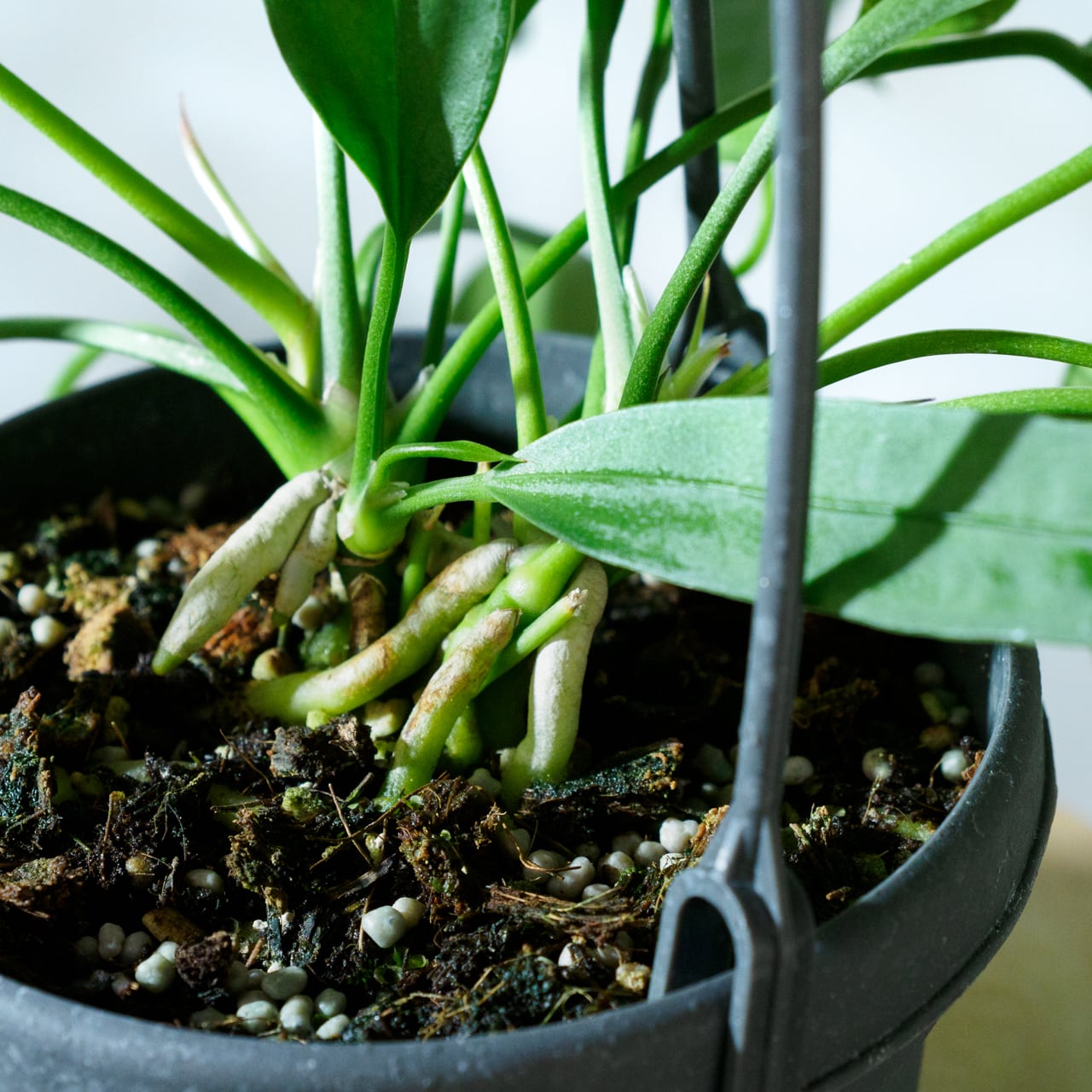 ロング アンスリウム ビッタリフォリウム 6号鉢 アンスリウム