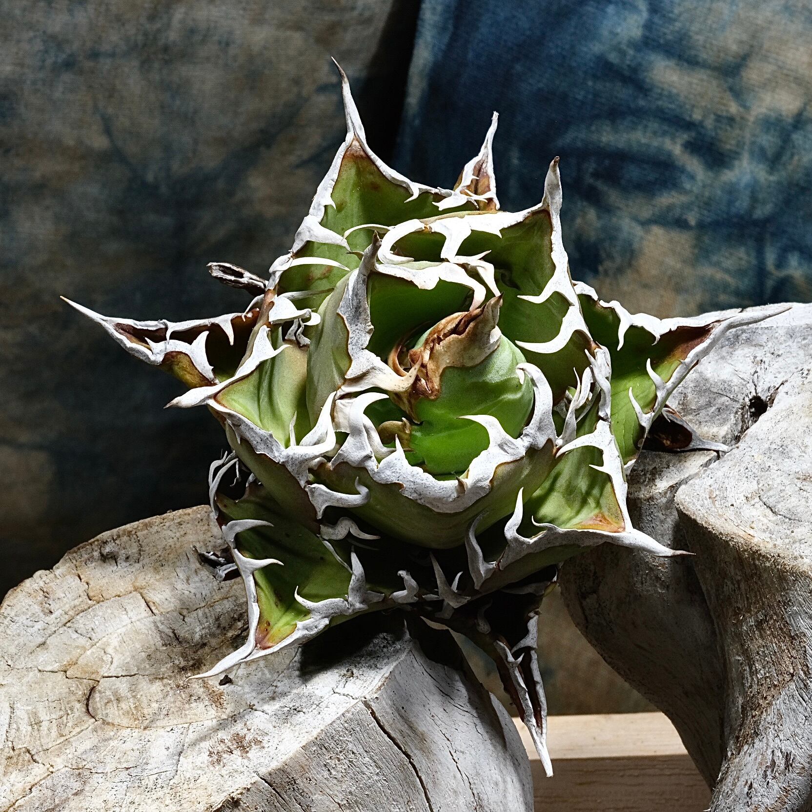 Agave titanota Wabi 鬼之刃/獵豹 ф12cm | wabi