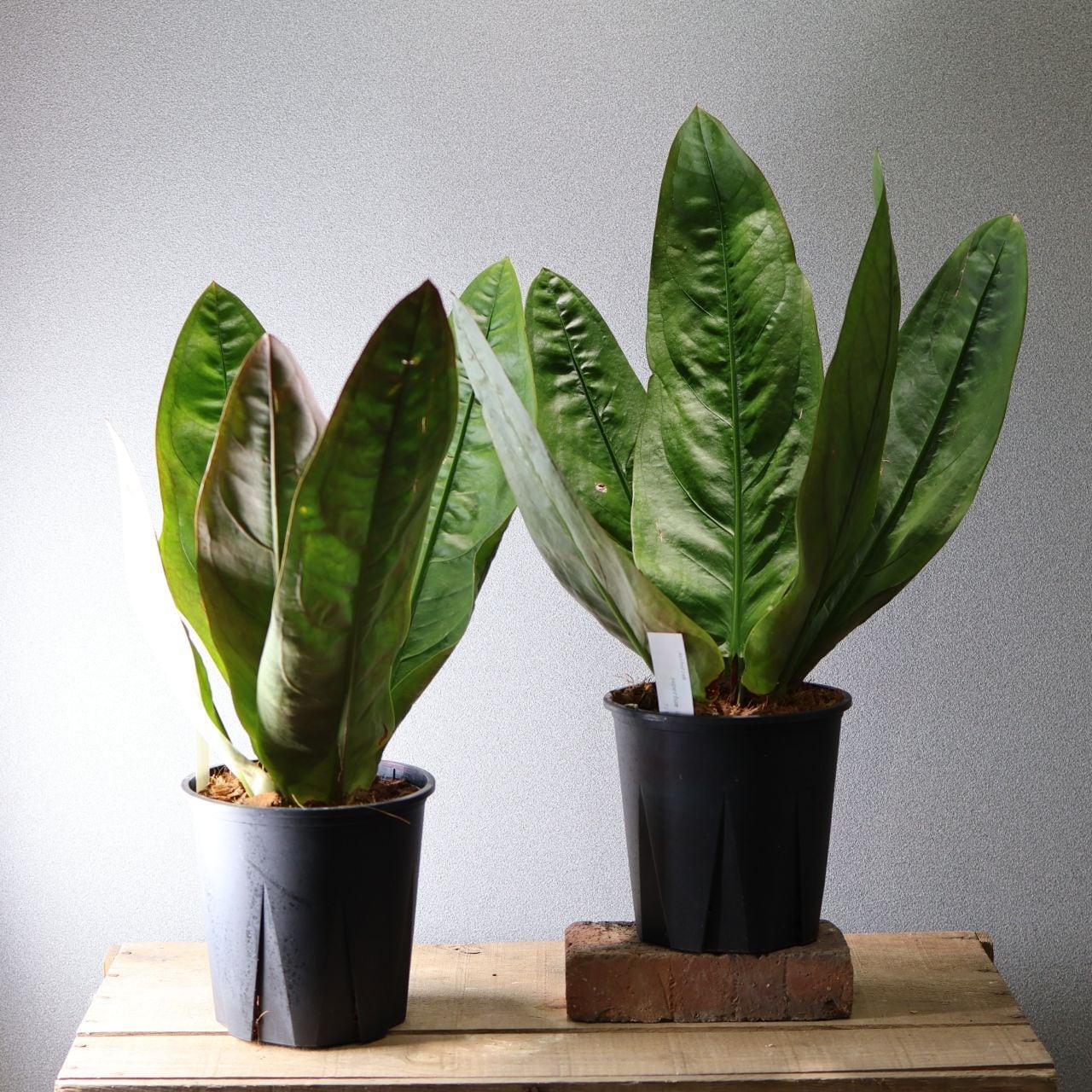 424 圧倒的存在感『アンスリウム スーパーバム ジャイアント』観葉植物