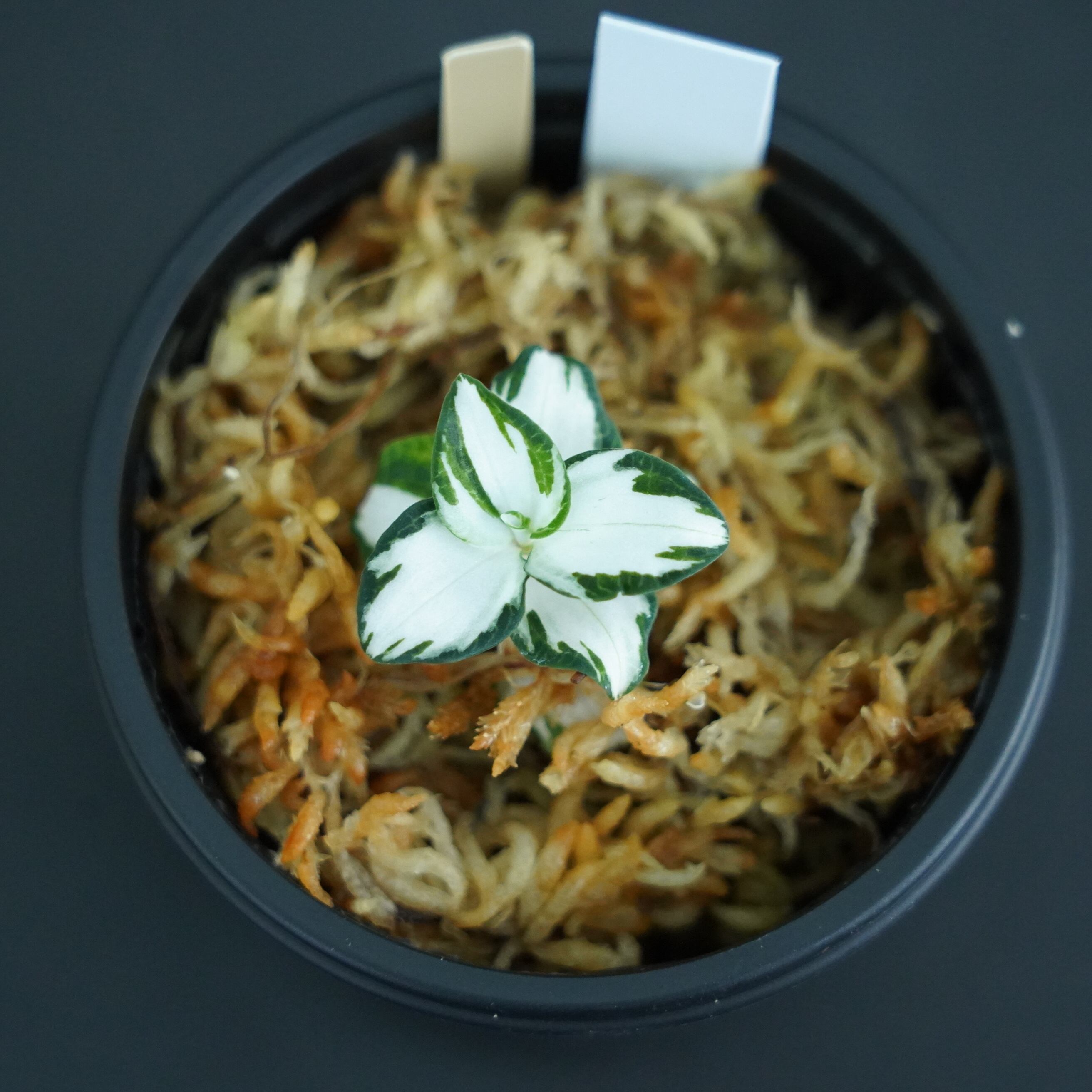 ◆現品◆ミヤマウズラ 純白【ジュエルオーキッド宝石蘭/石崎バイオ】#585