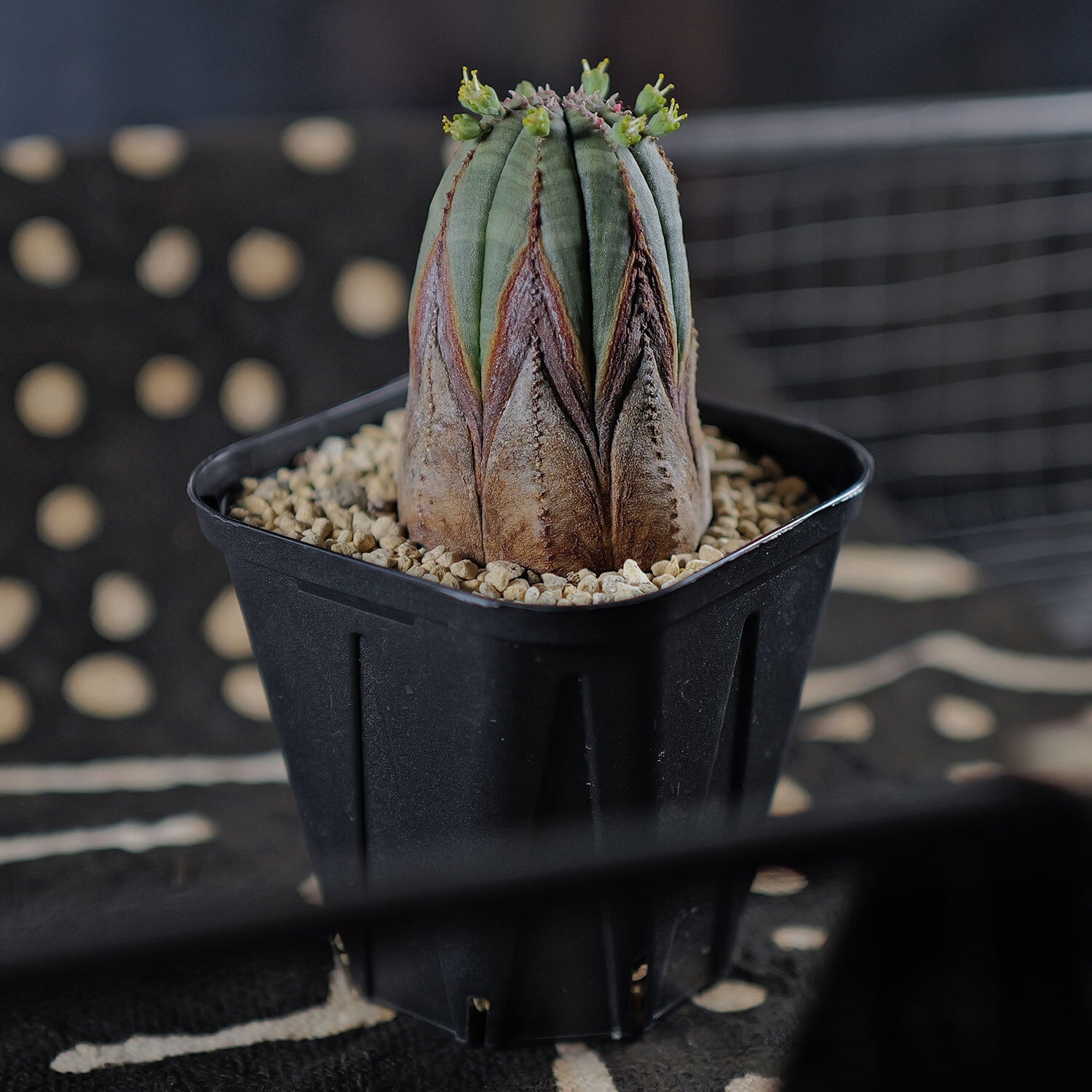 メス株 超美模様 木質化 マイクロオベサ / ユーフォルビア