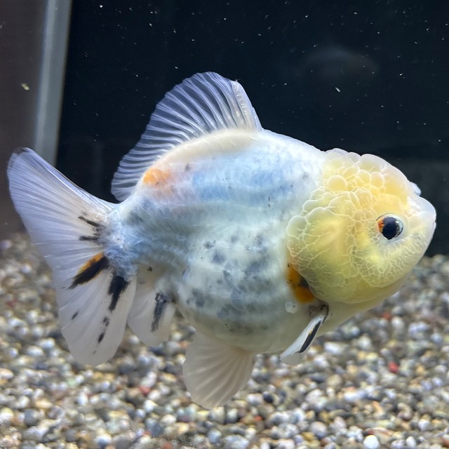 【セレクト】オランダST １１ｃｍ