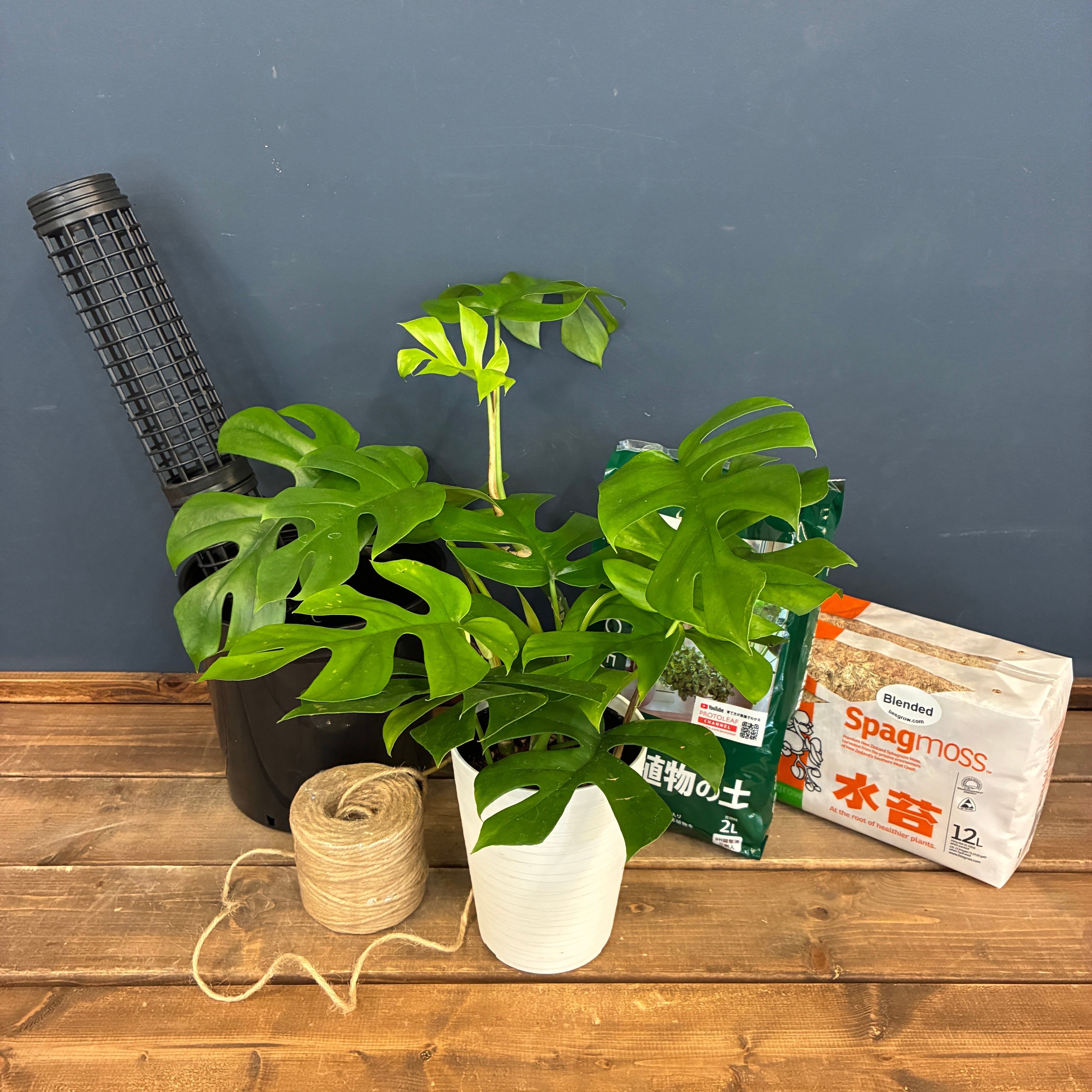 観葉植物 | PROTOLEAF プロトリーフ