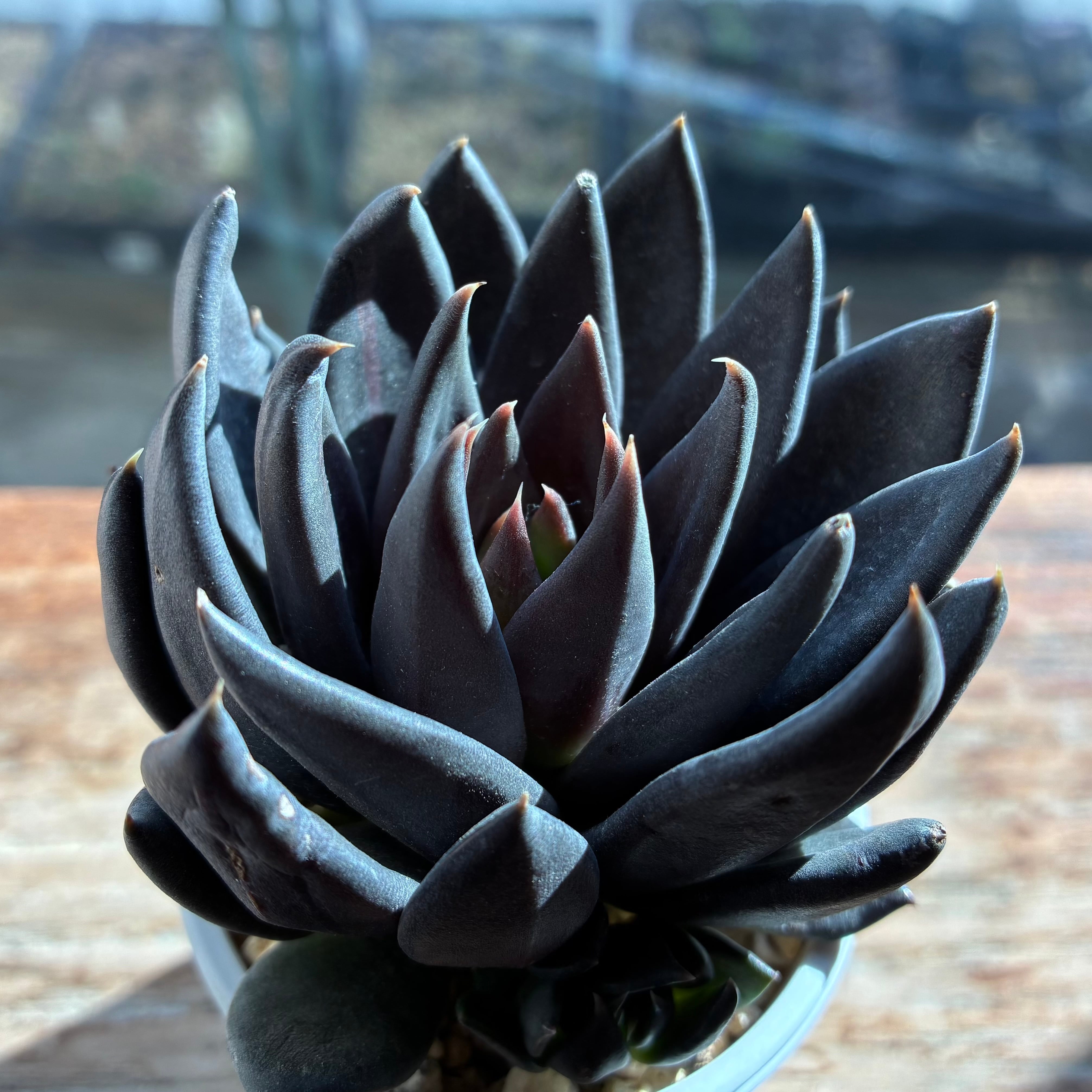 ハオルチア B型コンプトミュータント錦① | mocono_plants