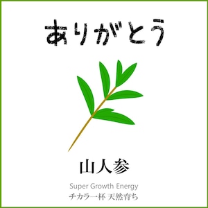 【大分県】天然物 山人参 ありがとう