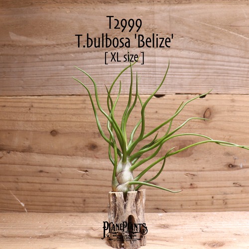 【送料無料】bulbosa 'Belize'〔エアプランツ〕現品発送T2999