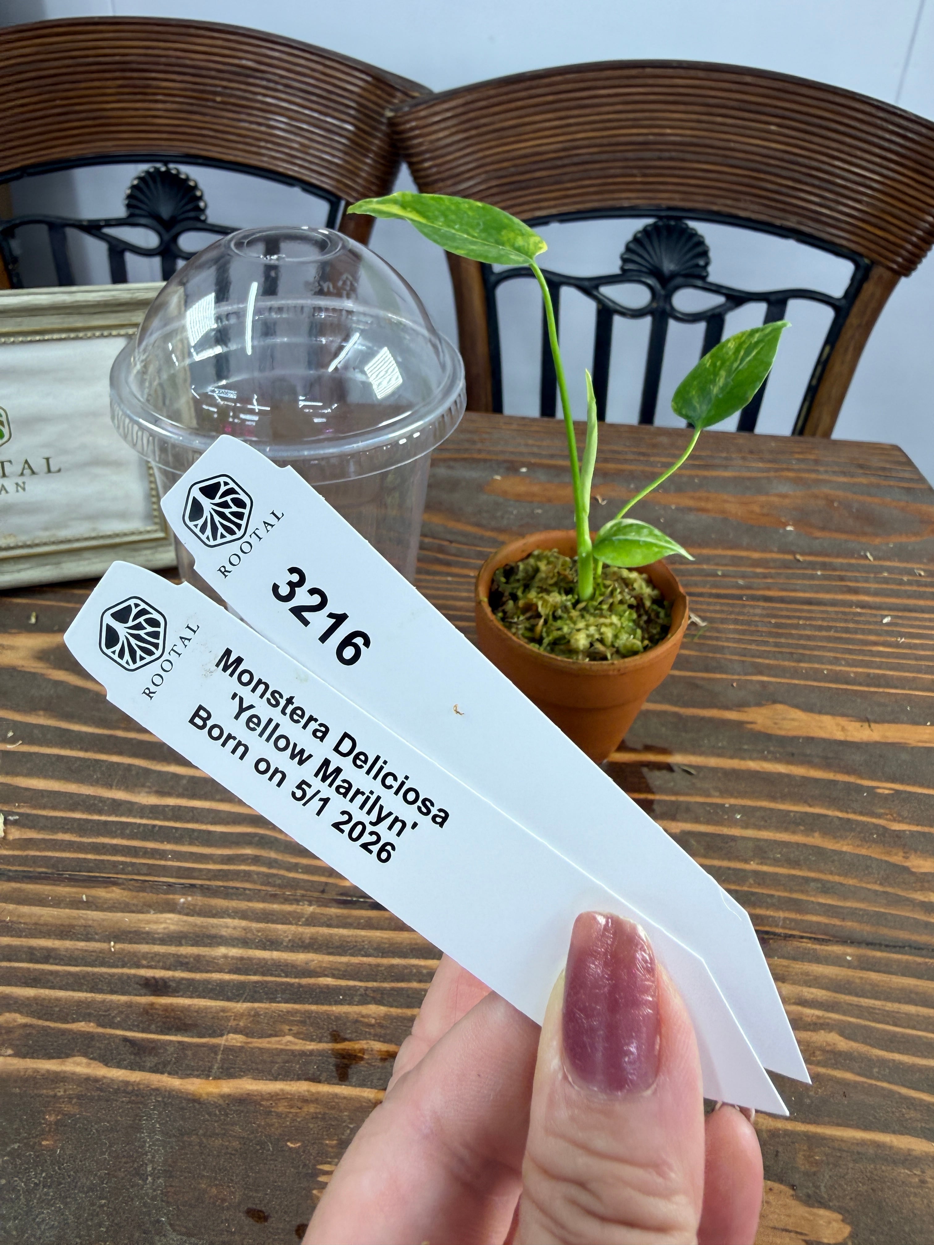 マネッティア苗 モンステラ | ROOTALPLANTS