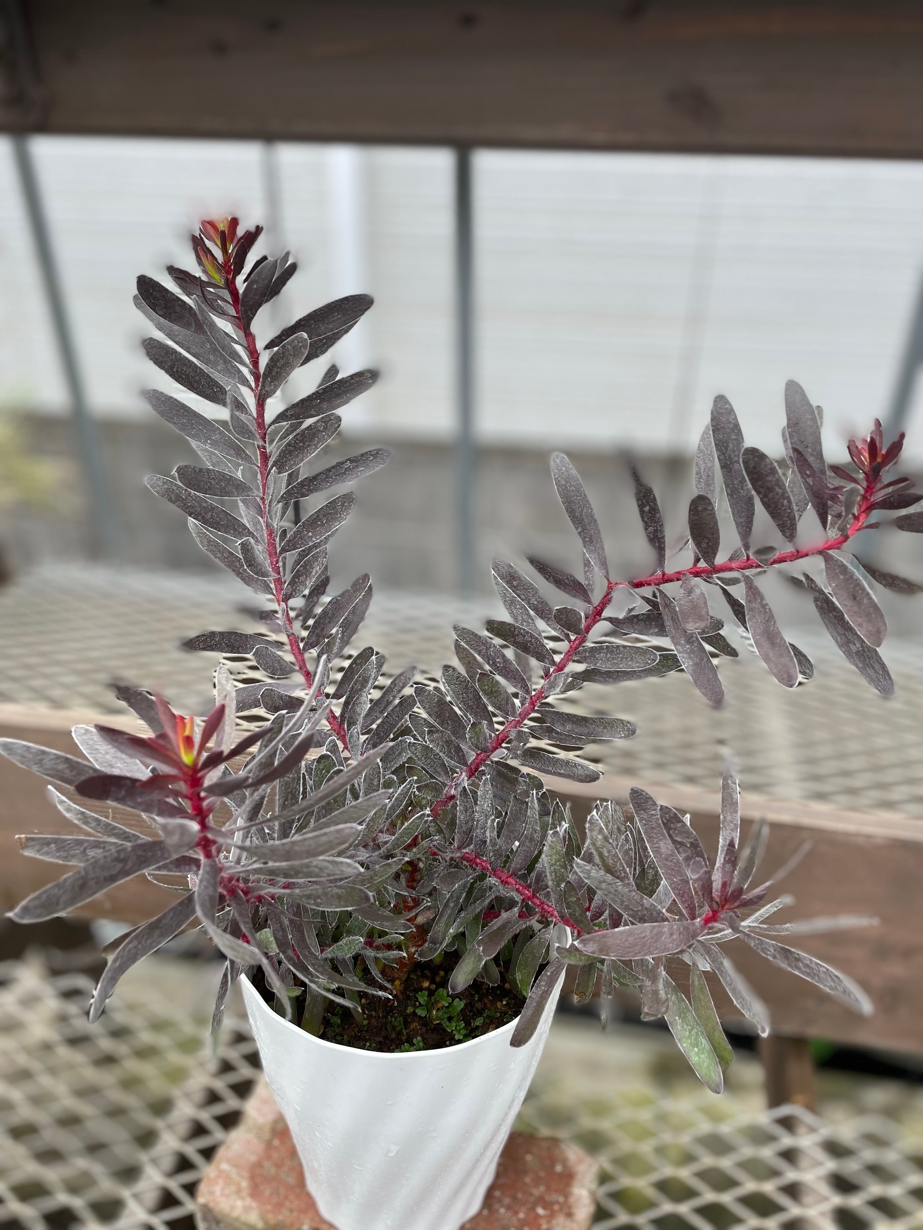 リューカデンドロン バーガンディサンセット⑩ | 沼ノ上農園