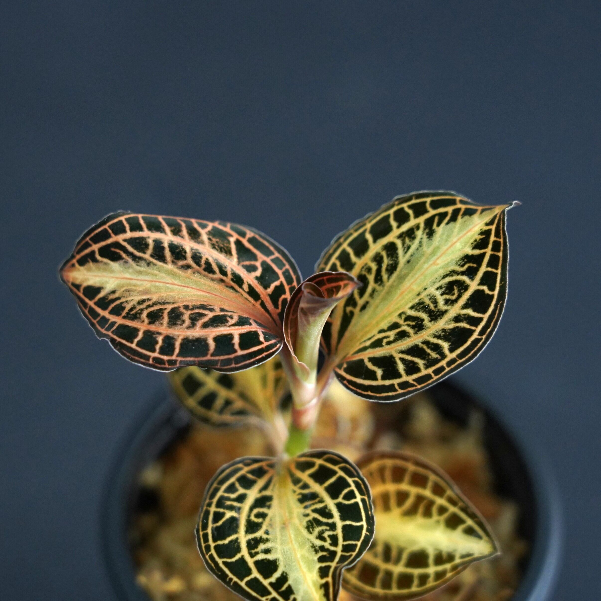 ◆現品◆アネクトキルス アルボリニアタス“ノック”【ジュエルオーキッド宝石蘭/石崎バイオ】#541