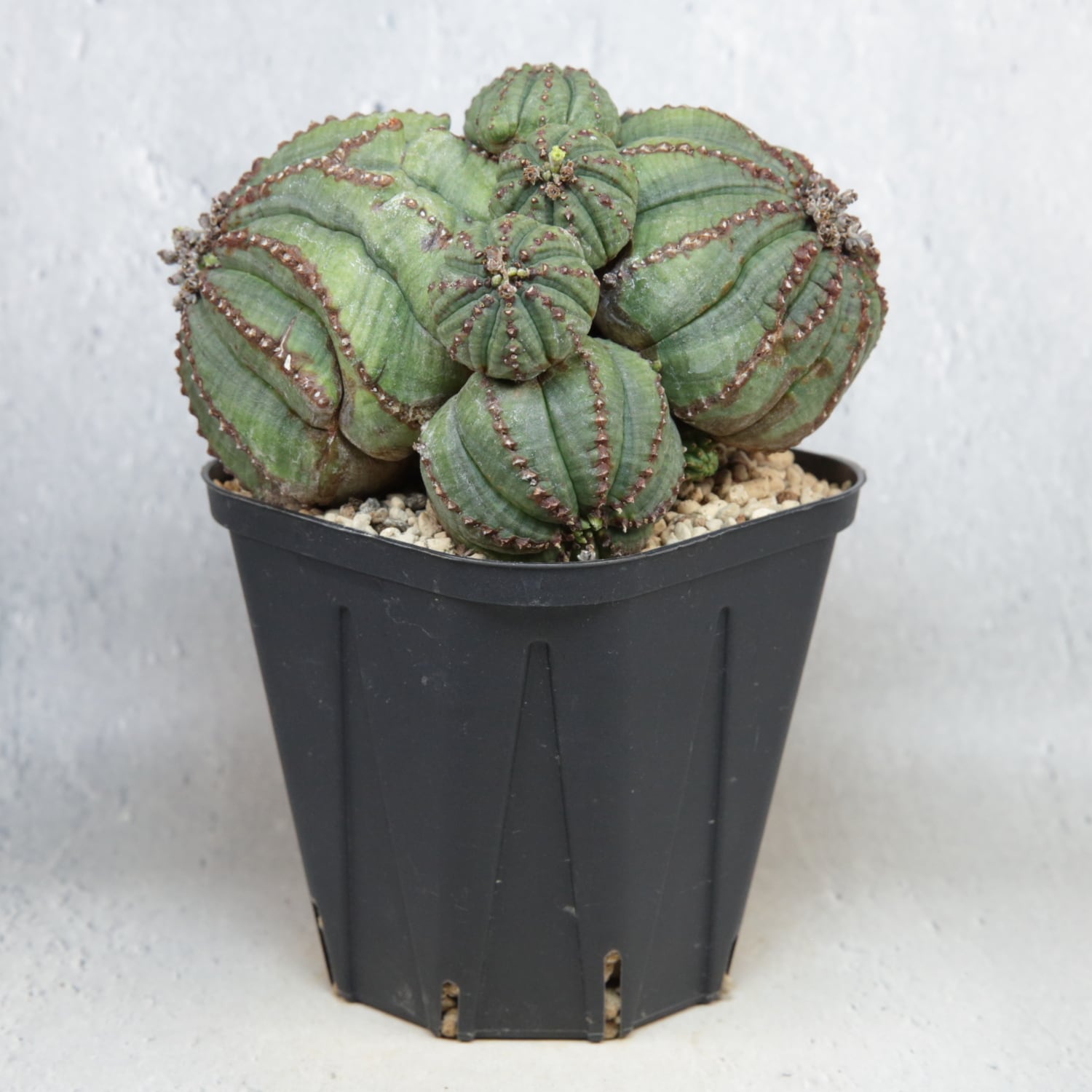 メス株 【厳選株】最大幅 約11.1cm ダブルヘッド 仔吹き オベサ / 木質