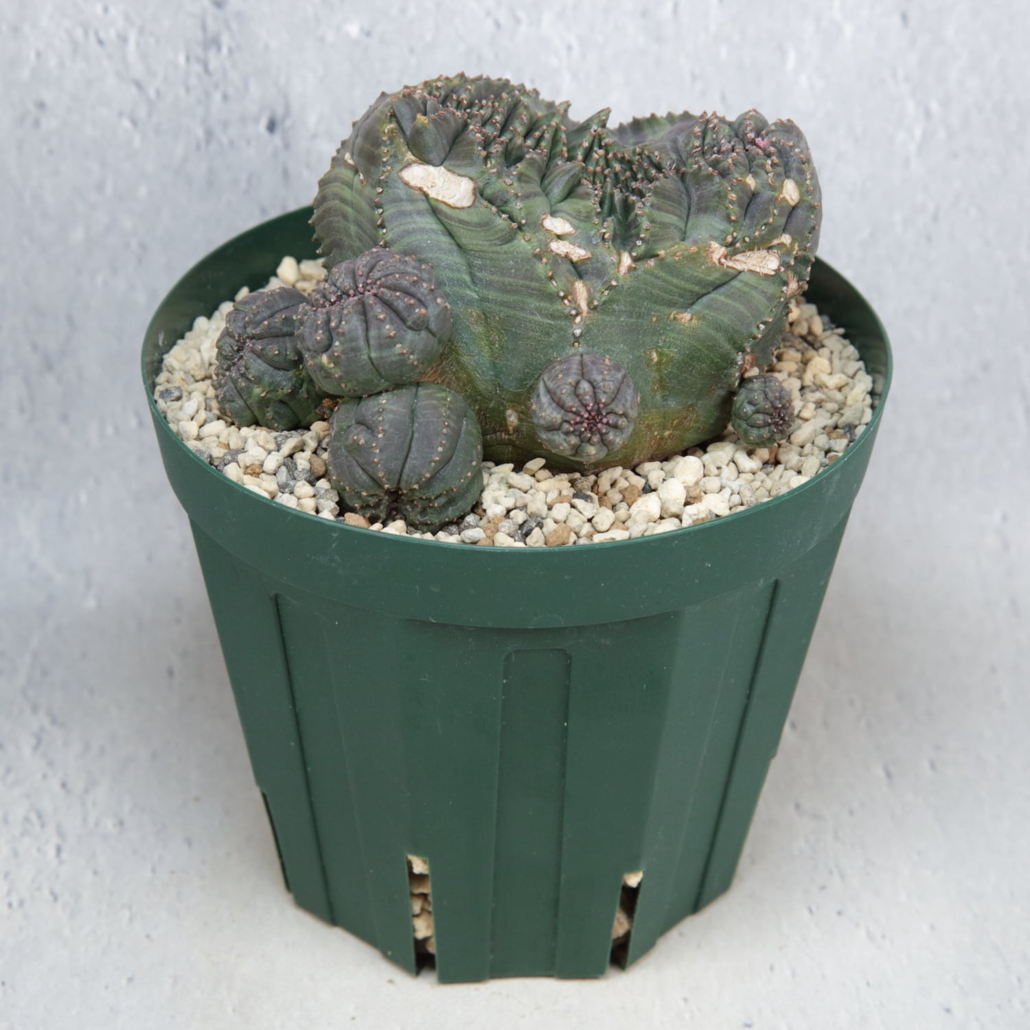 超厳選株】大株 親株 最大幅約 8cm 仔吹き 円扇綴化 オベサ