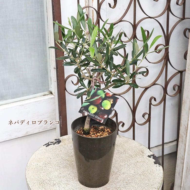 常緑苗木 オリーブ シプレッシーノ ネバディロブランコ 3号 ソウジュ