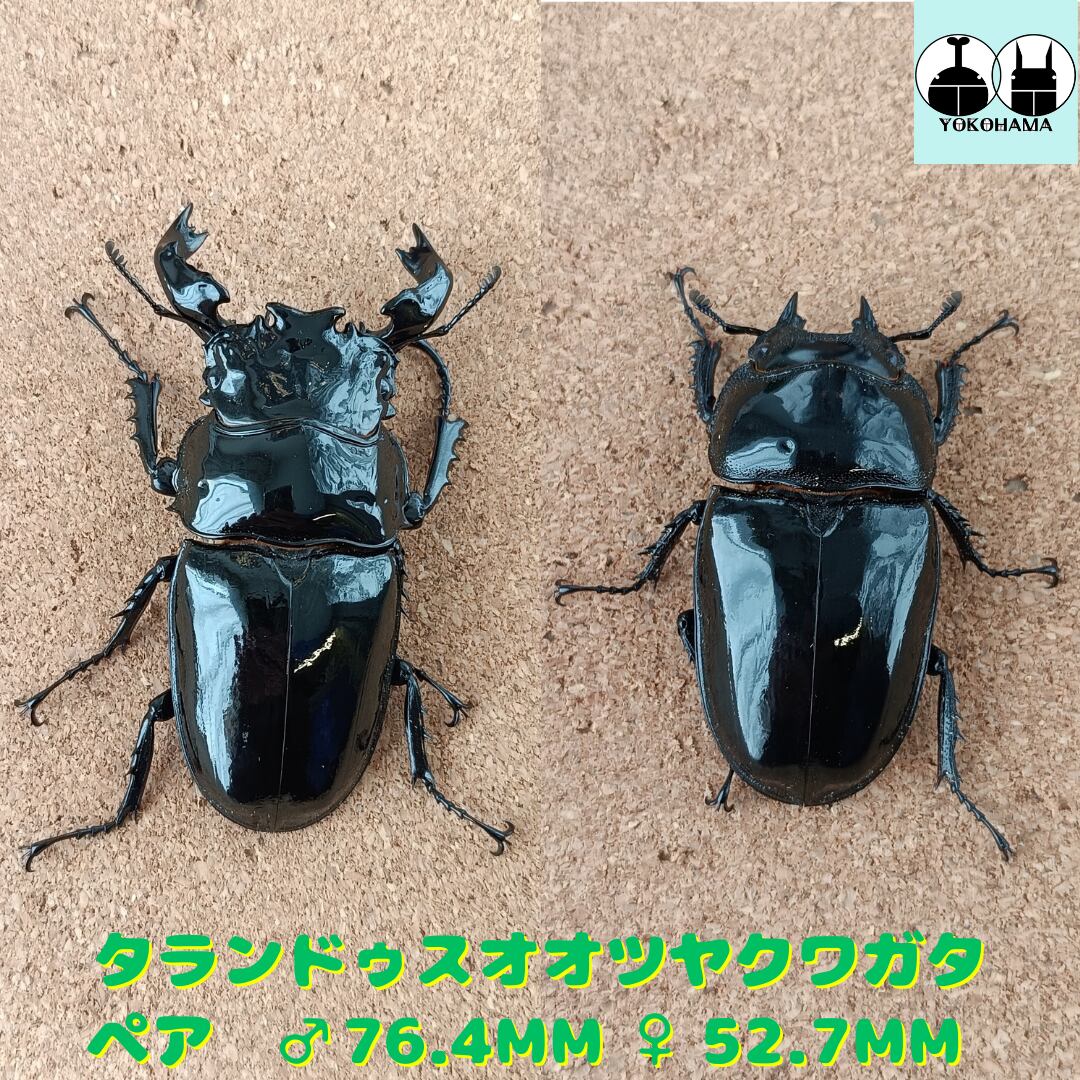 PSA10タランドゥスツヤクワガタフォレストグリーン右向き