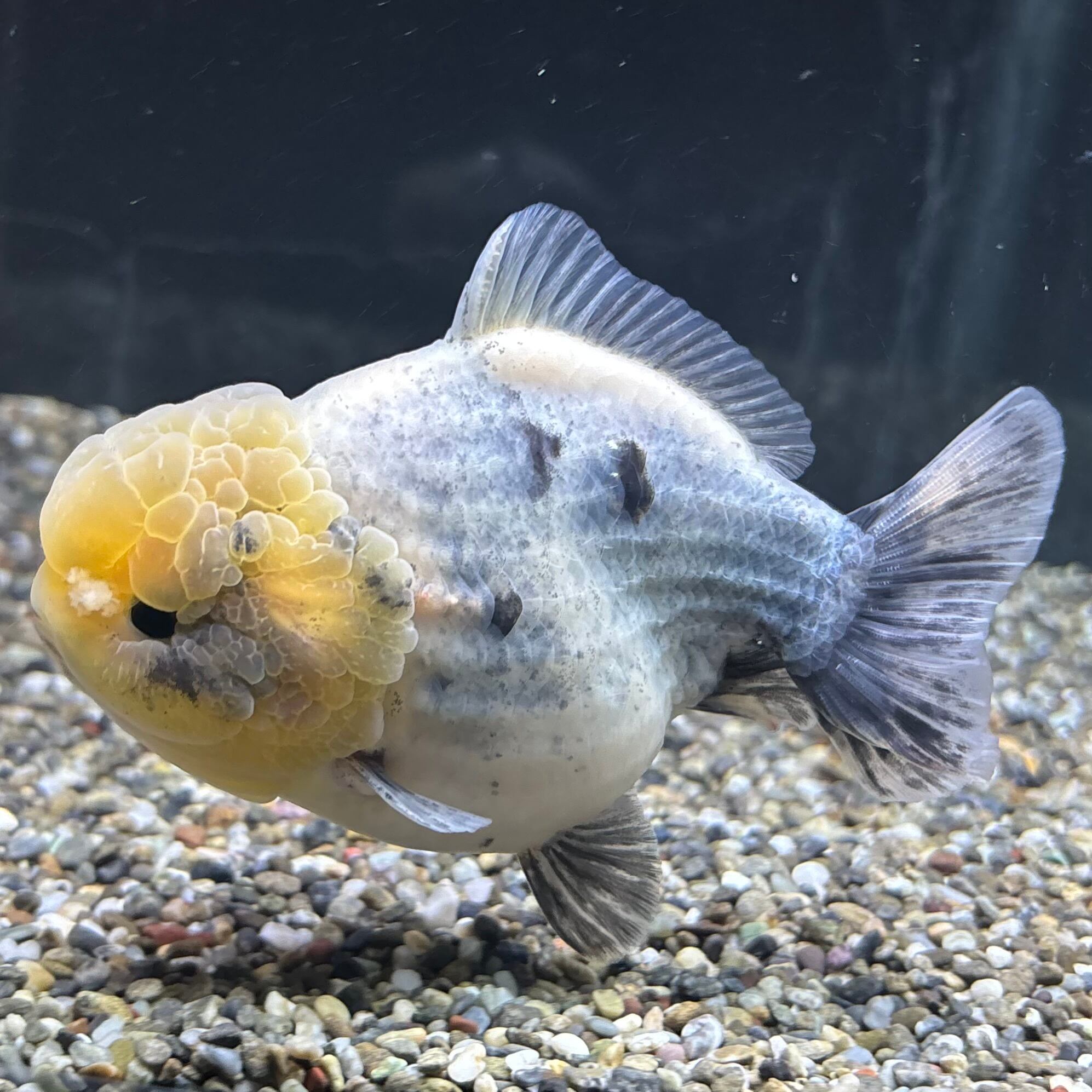 オラウータン 羽衣オランダ タイ産 12cm #金魚 #オランダ #トリカラーオランダ