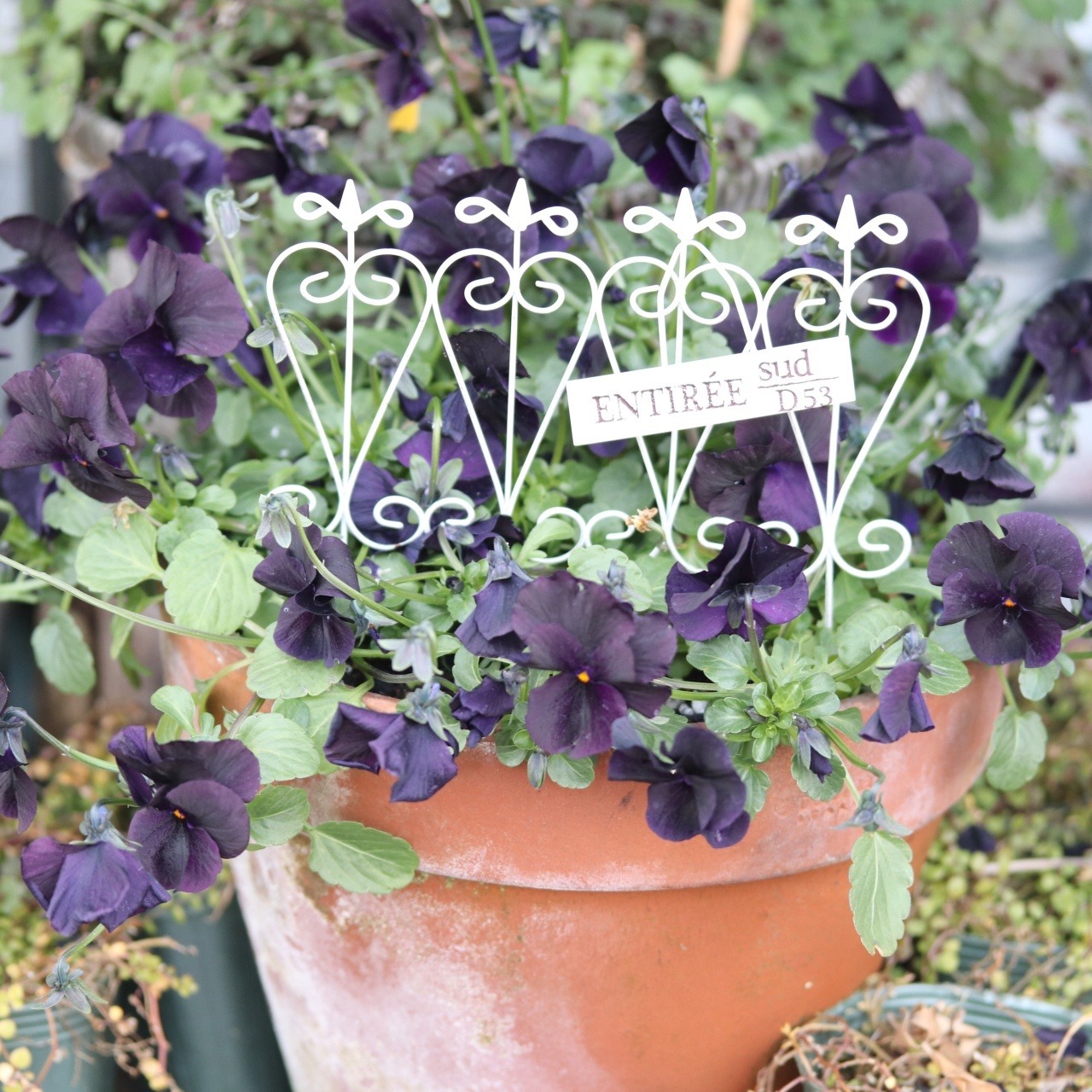 ピック　クラシカルフェンスW　 鉢をクァいくするピック、オシャレ