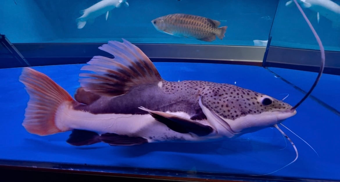 レッドテールキャットウルトラショート 16cm ぐらい 3頭身ではなく 2頭身