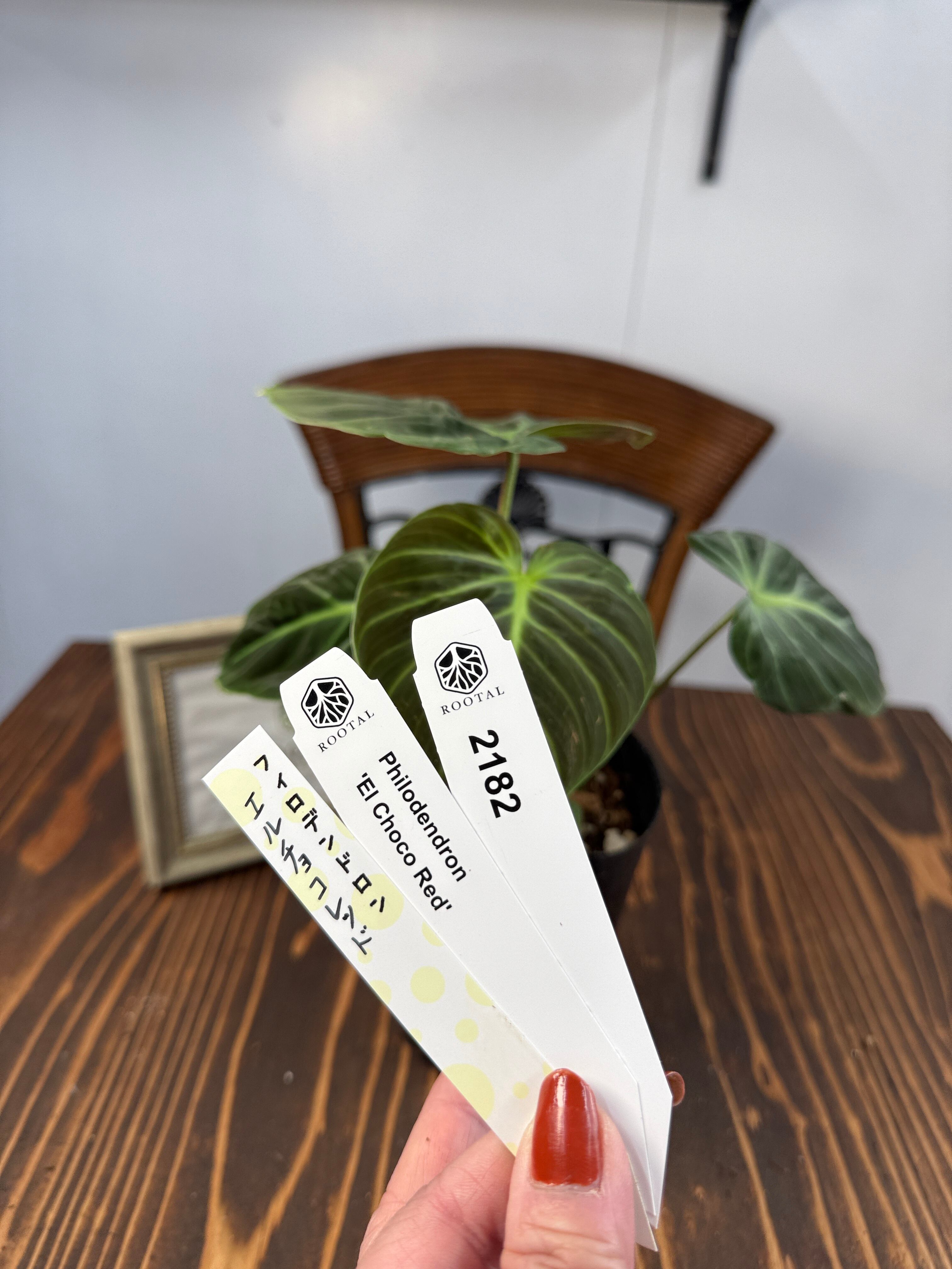 フィロデンドロン | ROOTALPLANTS