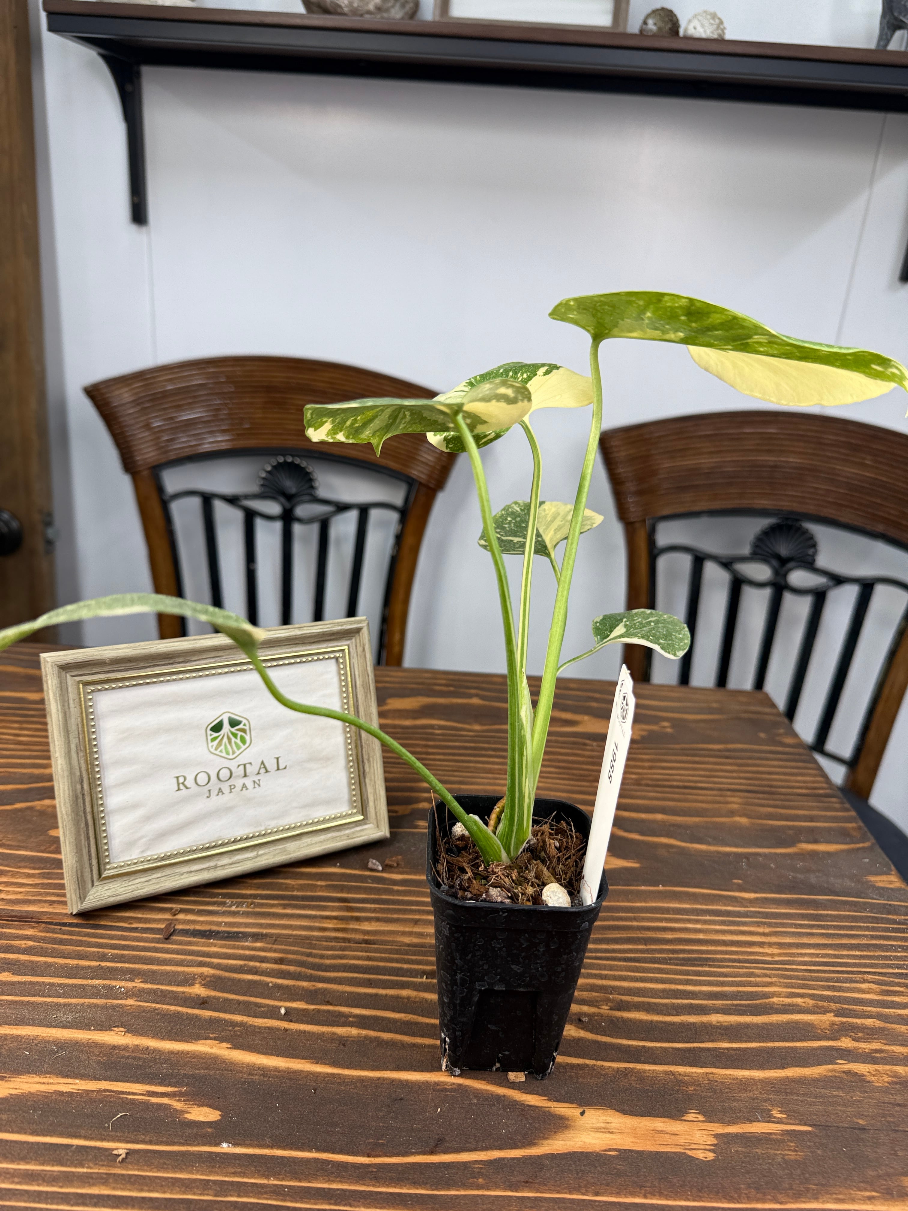 ☆1988【極みの斑】モンステラ デリシオーサ タイコンステレーション