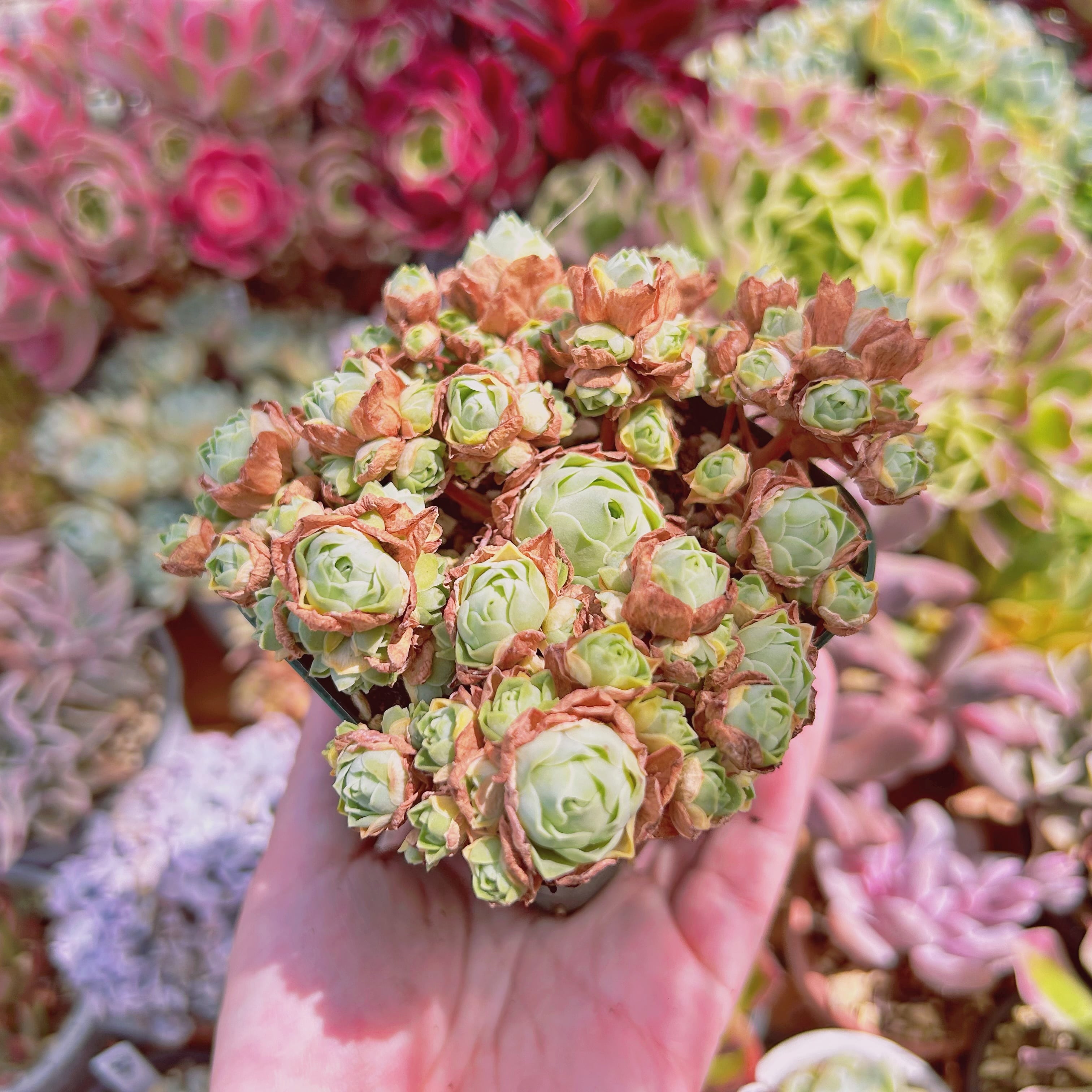 多肉植物 ドドランタリス 8頭以上 | るる農園~多肉植物専門