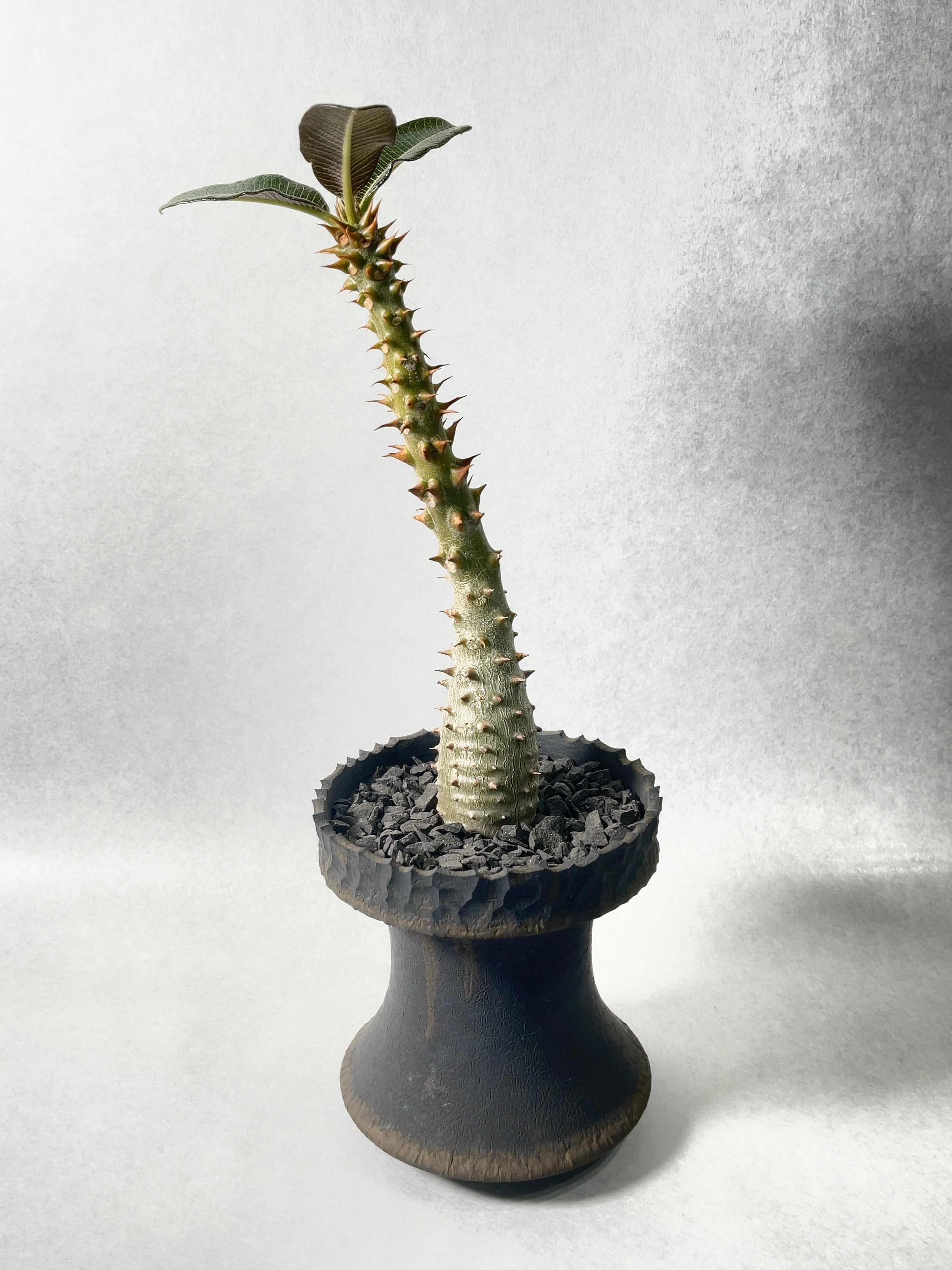 パキポディウム　バロニー パキポディウム・バロニー | trigger