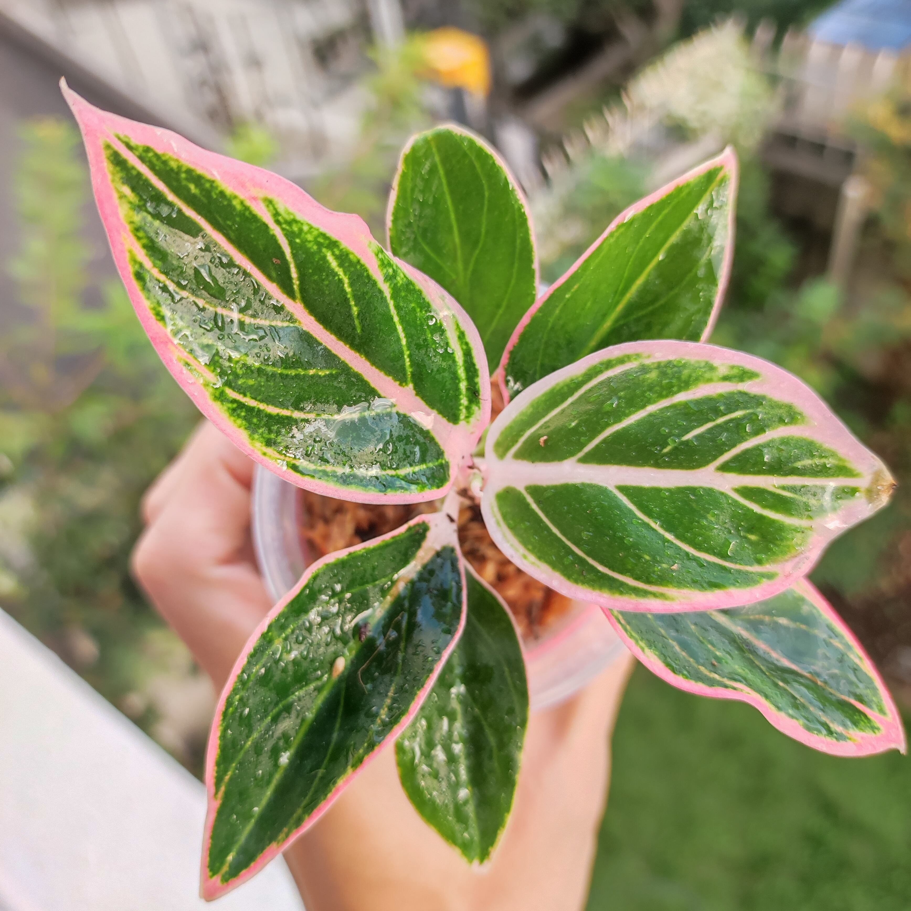 Anthurium King of spades × Papillilaminum(FS) / アンスリウム