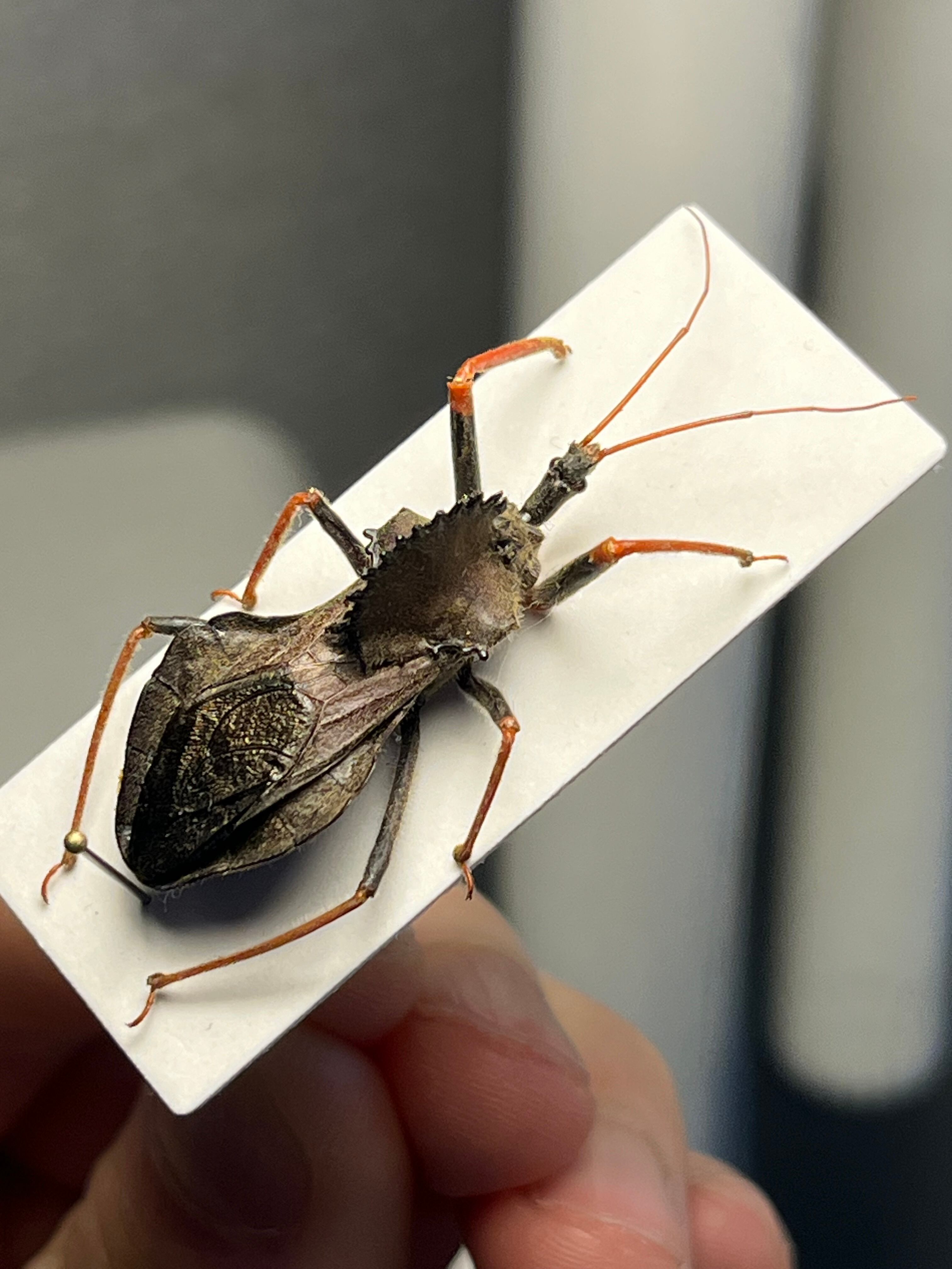 北米最大】背中に丸鋸が埋め込まれたアサシンバグ サシガメの一種 標本