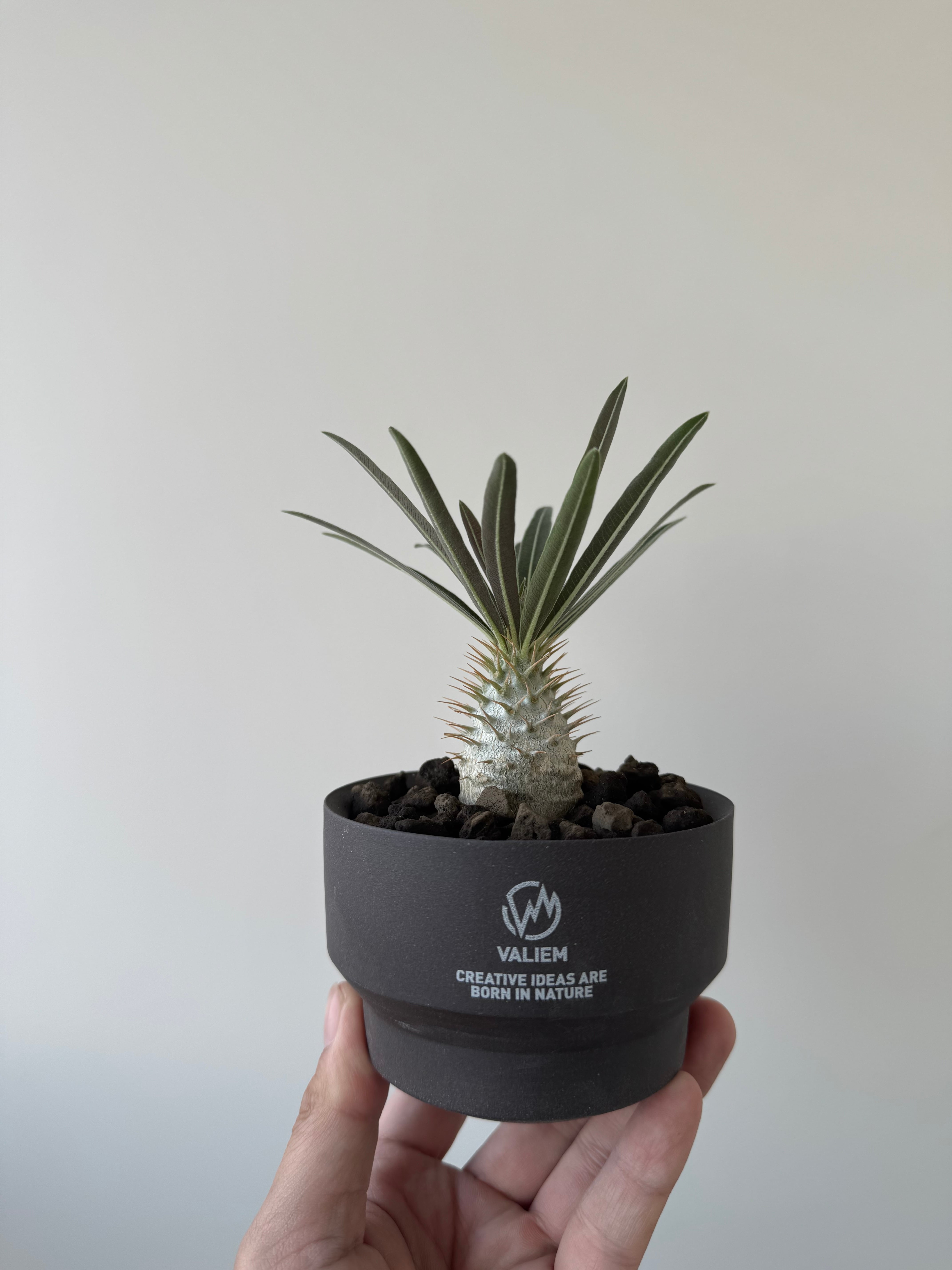 【新着】 Pachypodium Gracilius 2 × GHOST【N PLANTS産 まん丸実生苗 / 4/29撮影】パキポディウム グラキリス