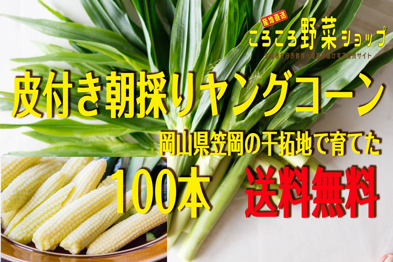 徳島県産　朝採り　ヤングコーン　ベビーコーン　100本