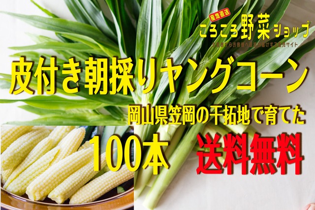 再販 送料無料50本 葉付きヤングコーン今しか食べられないとうもろこしの赤ちゃん 50本入り ころころ野菜ショップ