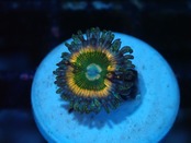 BossCollection Zoanthus Rainbow 1