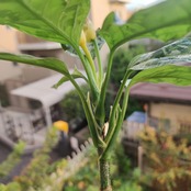 アグラオネマ ピクタム トリカラー / Aglaonema Pictum Tricolor