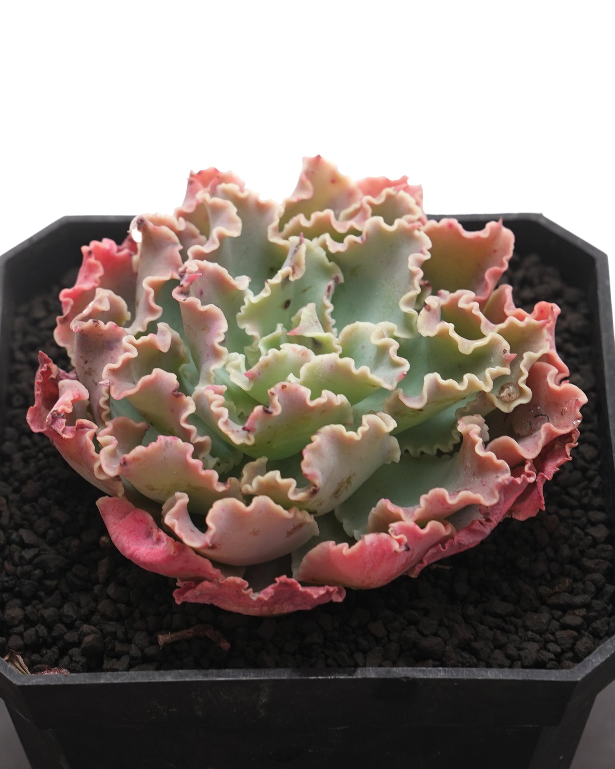 レア種・新品種 | PUKUBOOK SUCCULENTS