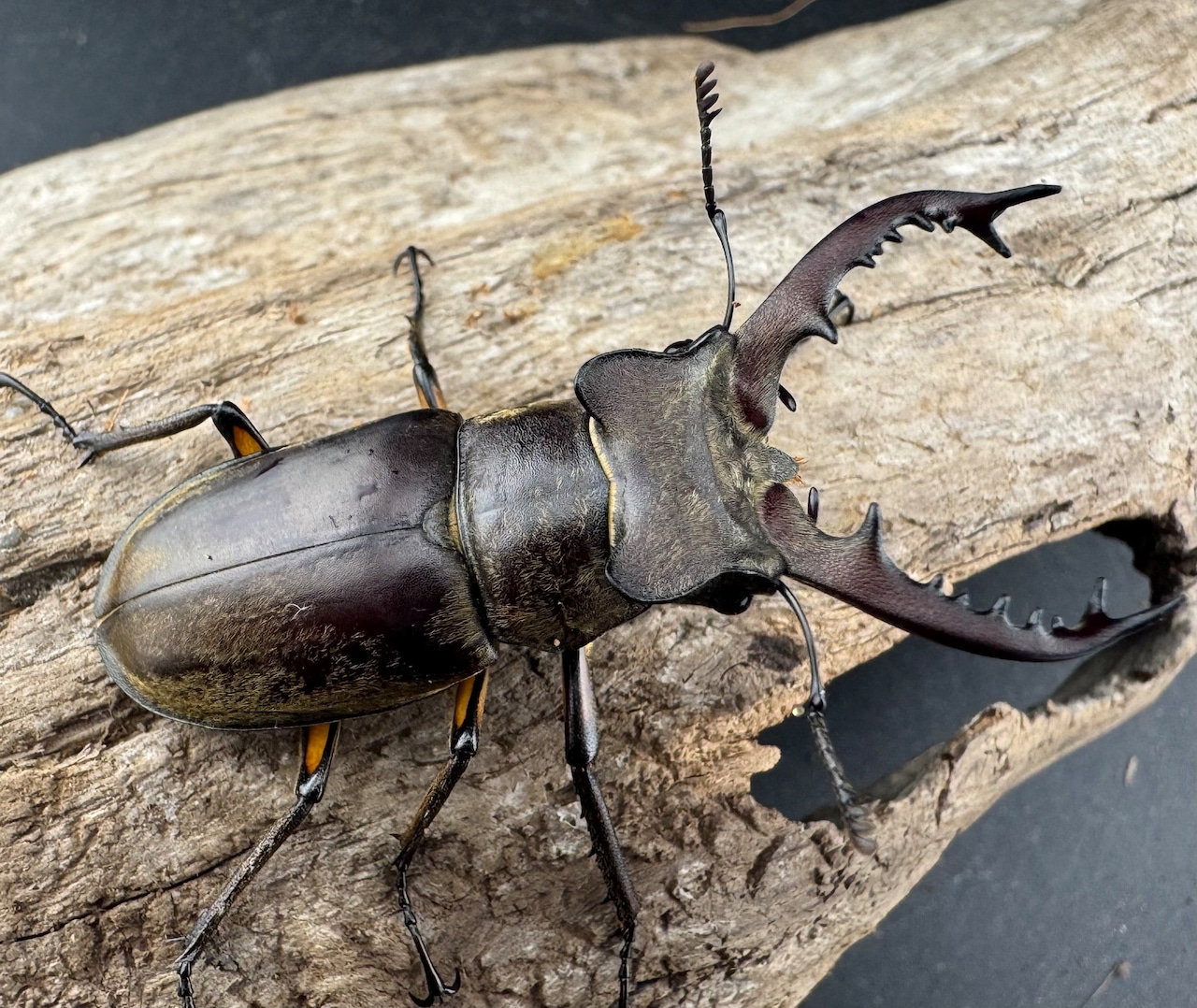 【WD】《ディボウスキーミヤマ原名亜種(チョウセンミヤマ) 遼寧省産 51mm A'品ペア》