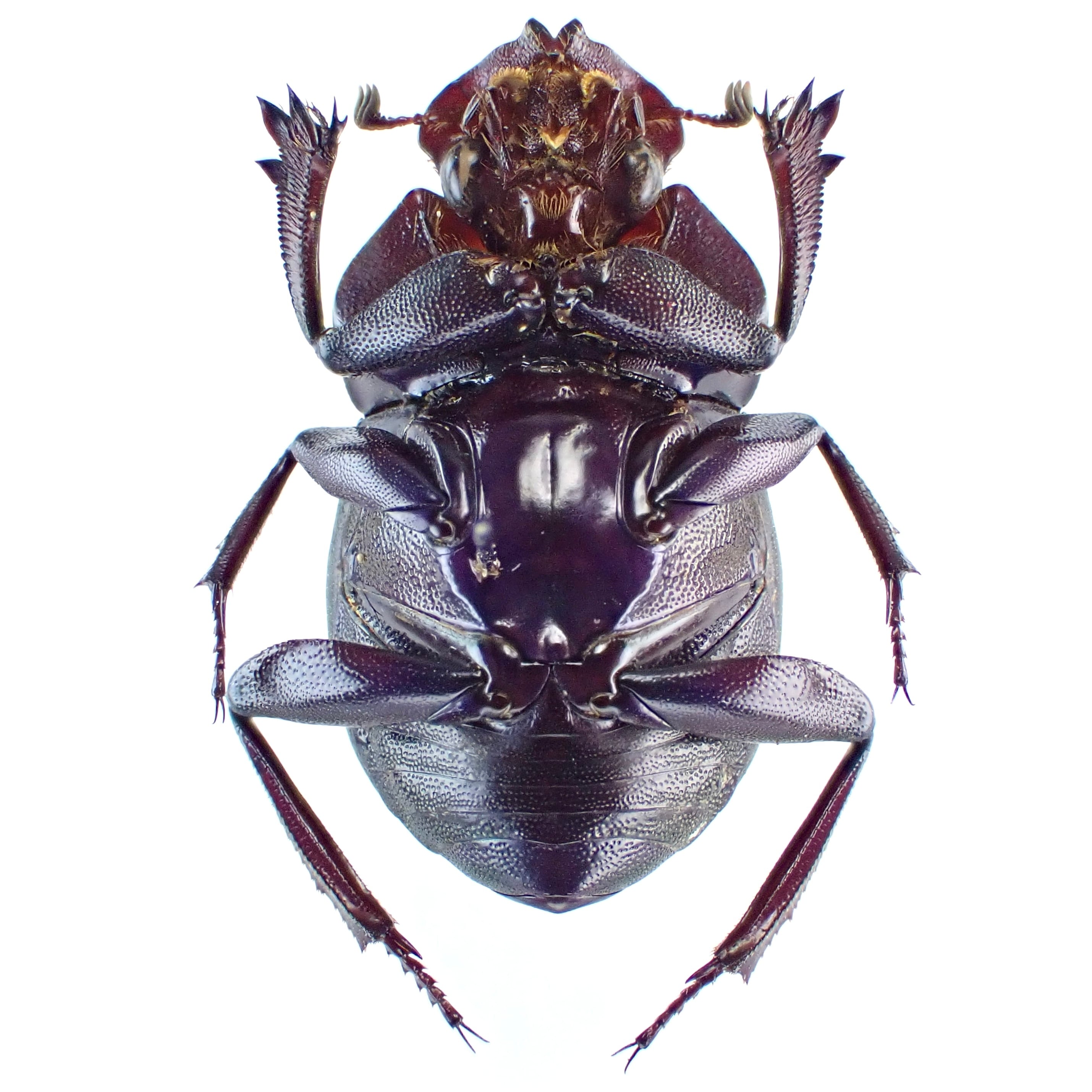 コスタリカ産 Megathoposoma candezei 1ex 23mm | 昆虫標本 Diggers