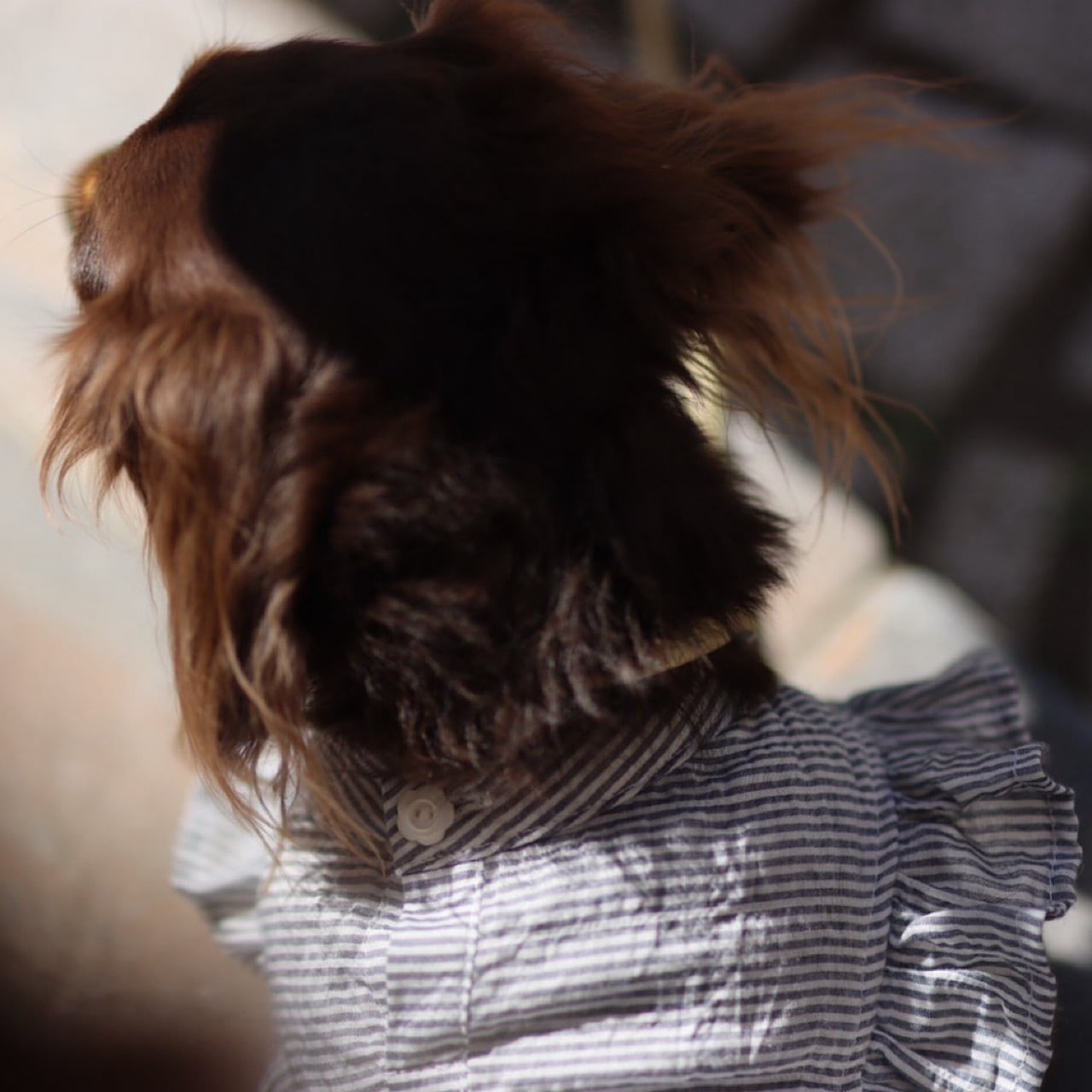 ラム＆ピノクチュール　フリルスタイワンピース　Kサイズ フリルスタイワンピ | カニンヘンダックスとミニチュアダックス